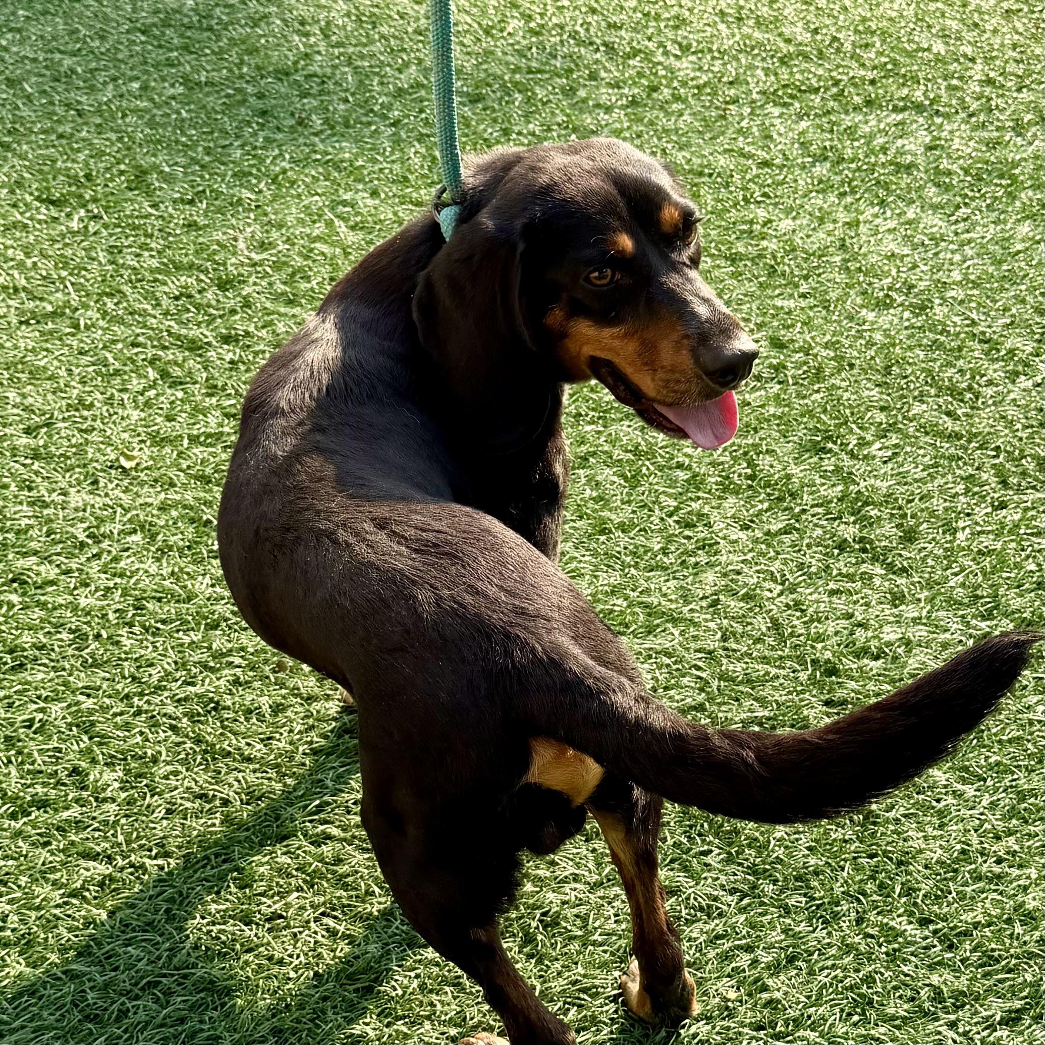 Enlarge Jake, a Adoptable mixed breed in Libertyville, IL image 4/4