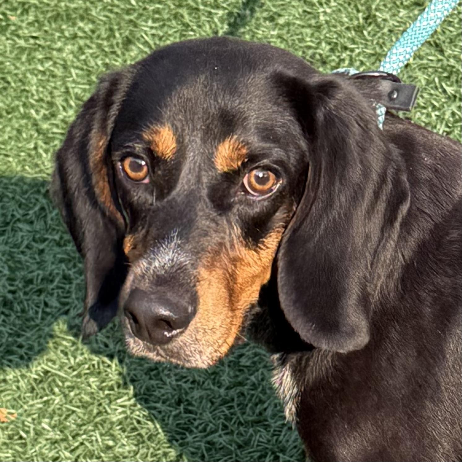 Jake, Adoptable, Adult Male Beagle & Basset Hound.