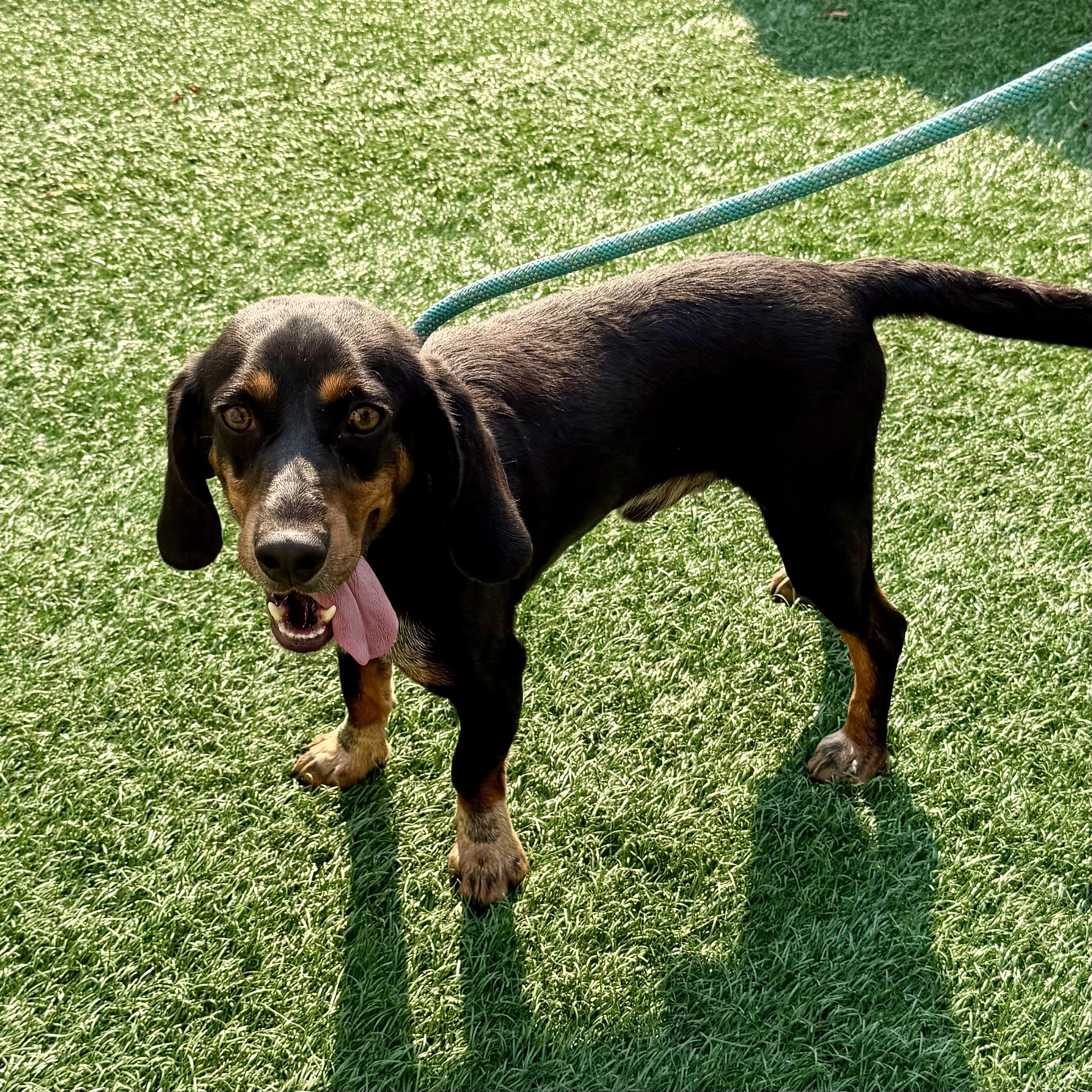 Enlarge Jake, a Adoptable mixed breed in Libertyville, IL image 3/4