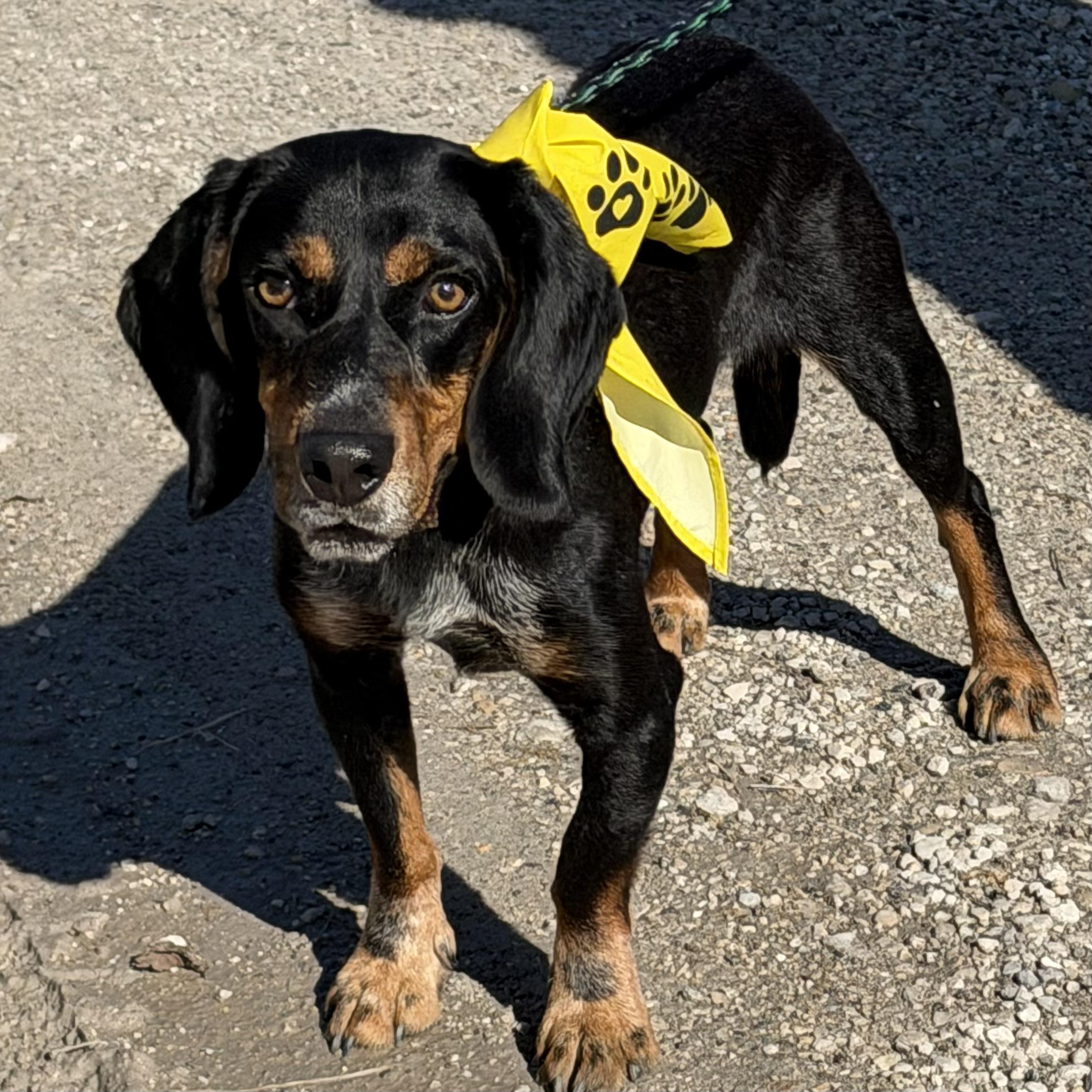 Enlarge Jake, a Adoptable mixed breed in Libertyville, IL image 2/4
