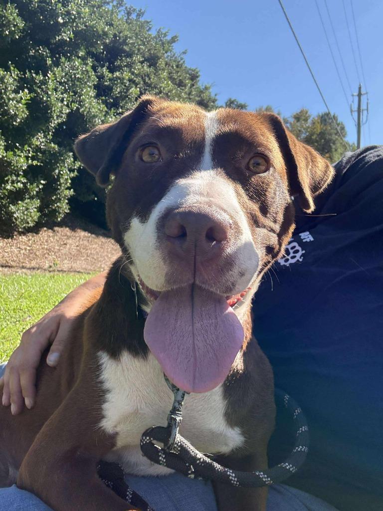 Freyja, Adoptable, Young Female Mixed Breed.