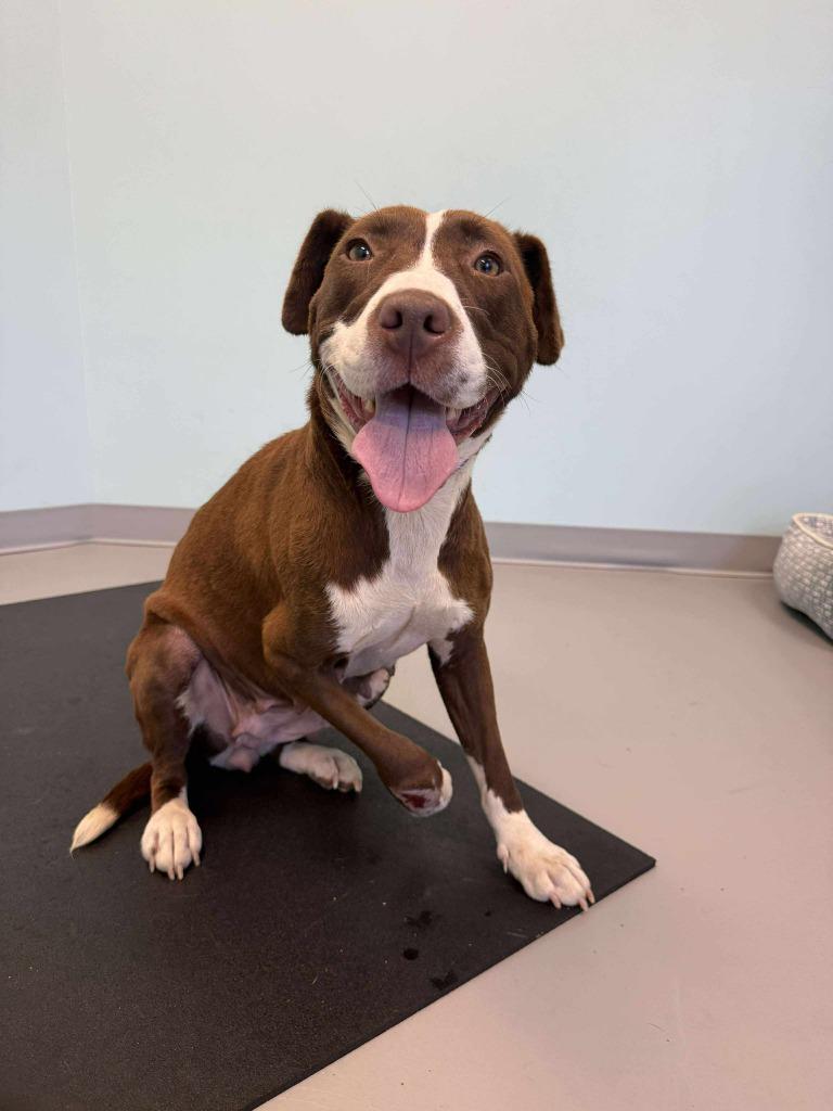 Enlarge Freyja, a Adoptable mixed breed in Raleigh, NC image 2/6