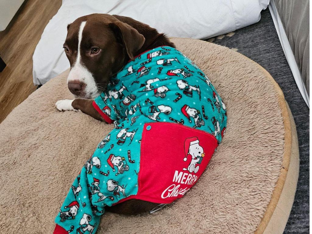 Enlarge Freyja, a Adoptable mixed breed in Raleigh, NC image 3/6