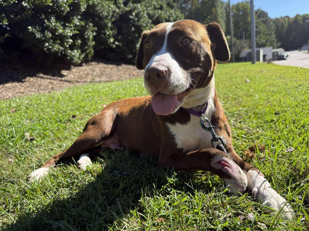 Enlarge Freyja, a Adoptable mixed breed in Raleigh, NC image 5/6