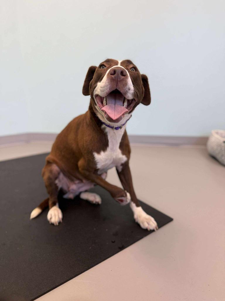 Enlarge Freyja, a Adoptable mixed breed in Raleigh, NC image 5/6