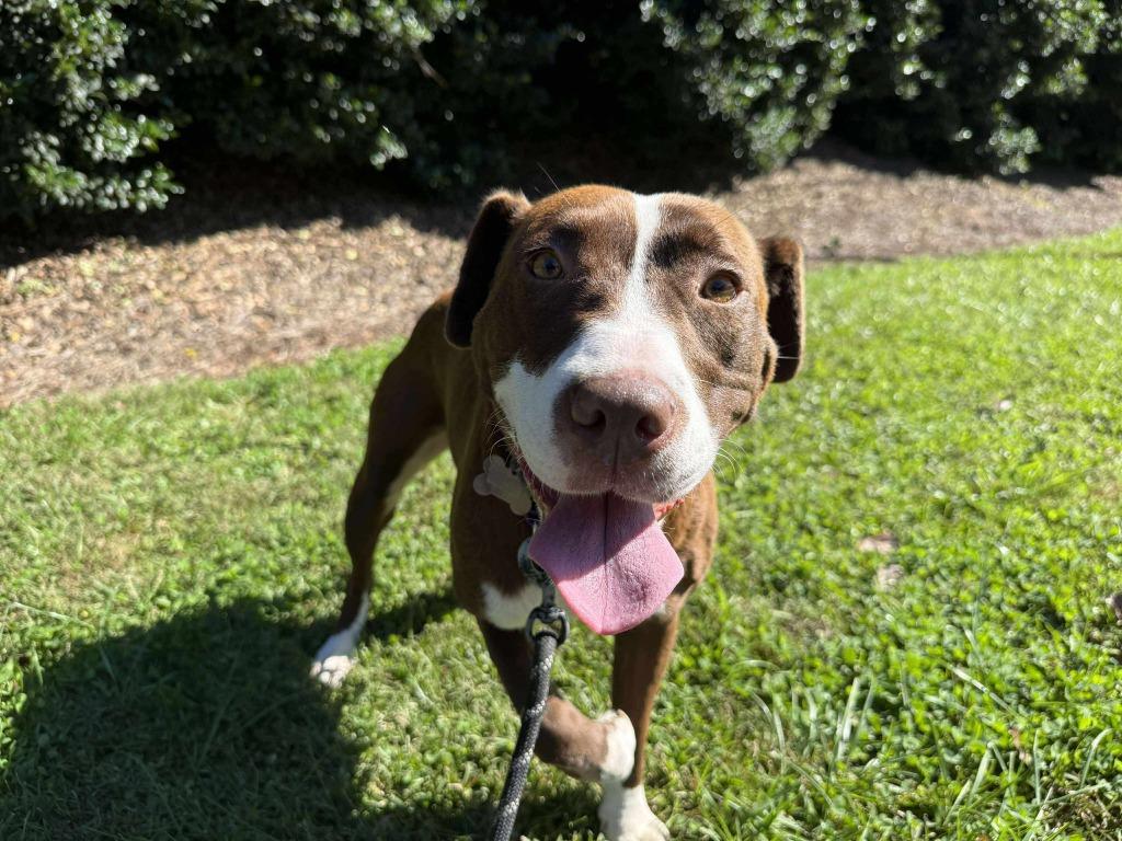 Enlarge Freyja, a Adoptable mixed breed in Raleigh, NC image 6/6