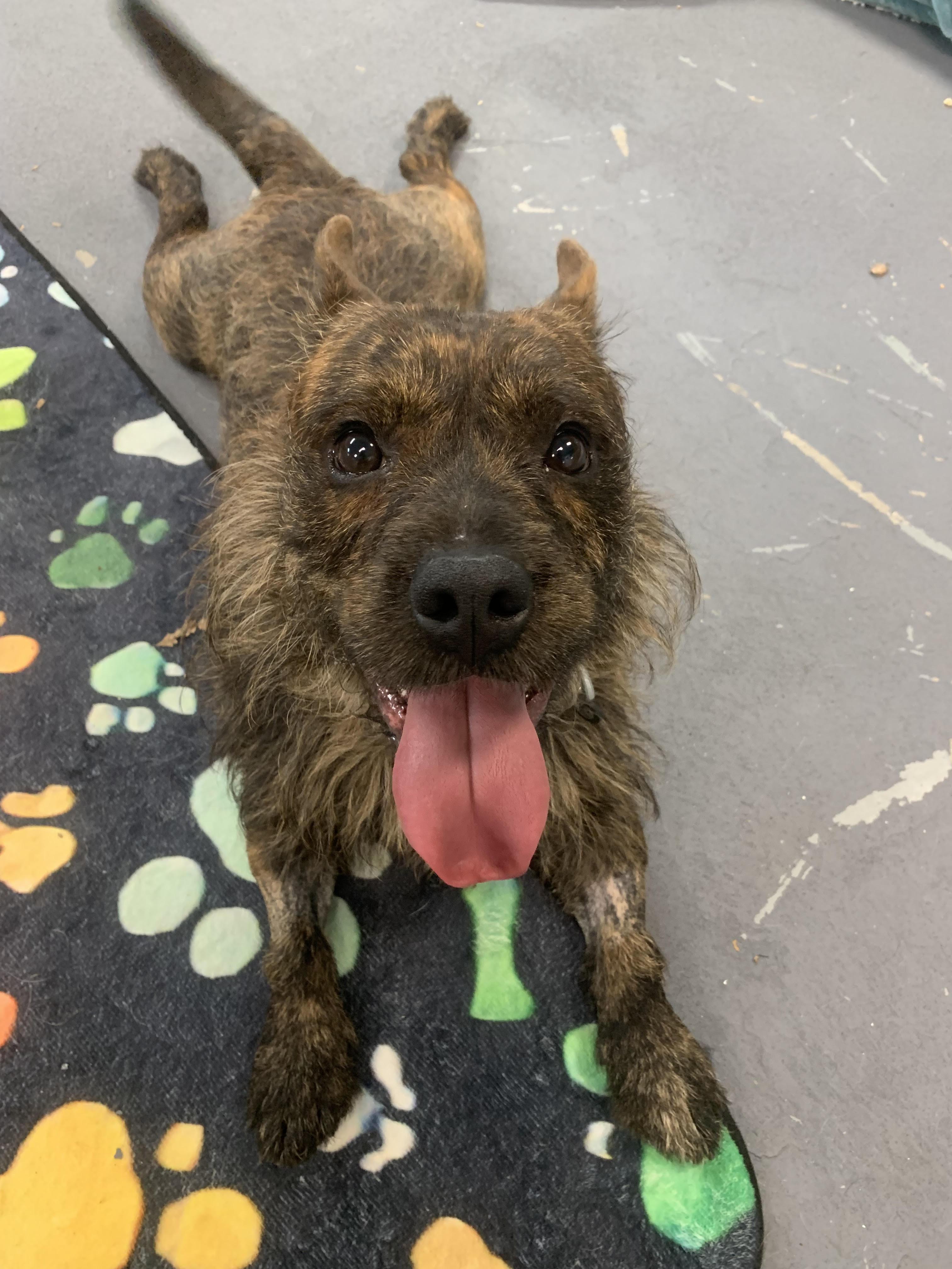 FIG, ADOPTABLE, Young Male Bulldog & Australian Terrier.