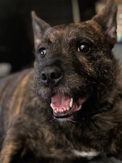 Enlarge FIG, a ADOPTABLE mixed breed in Richmond, VA image 3/4