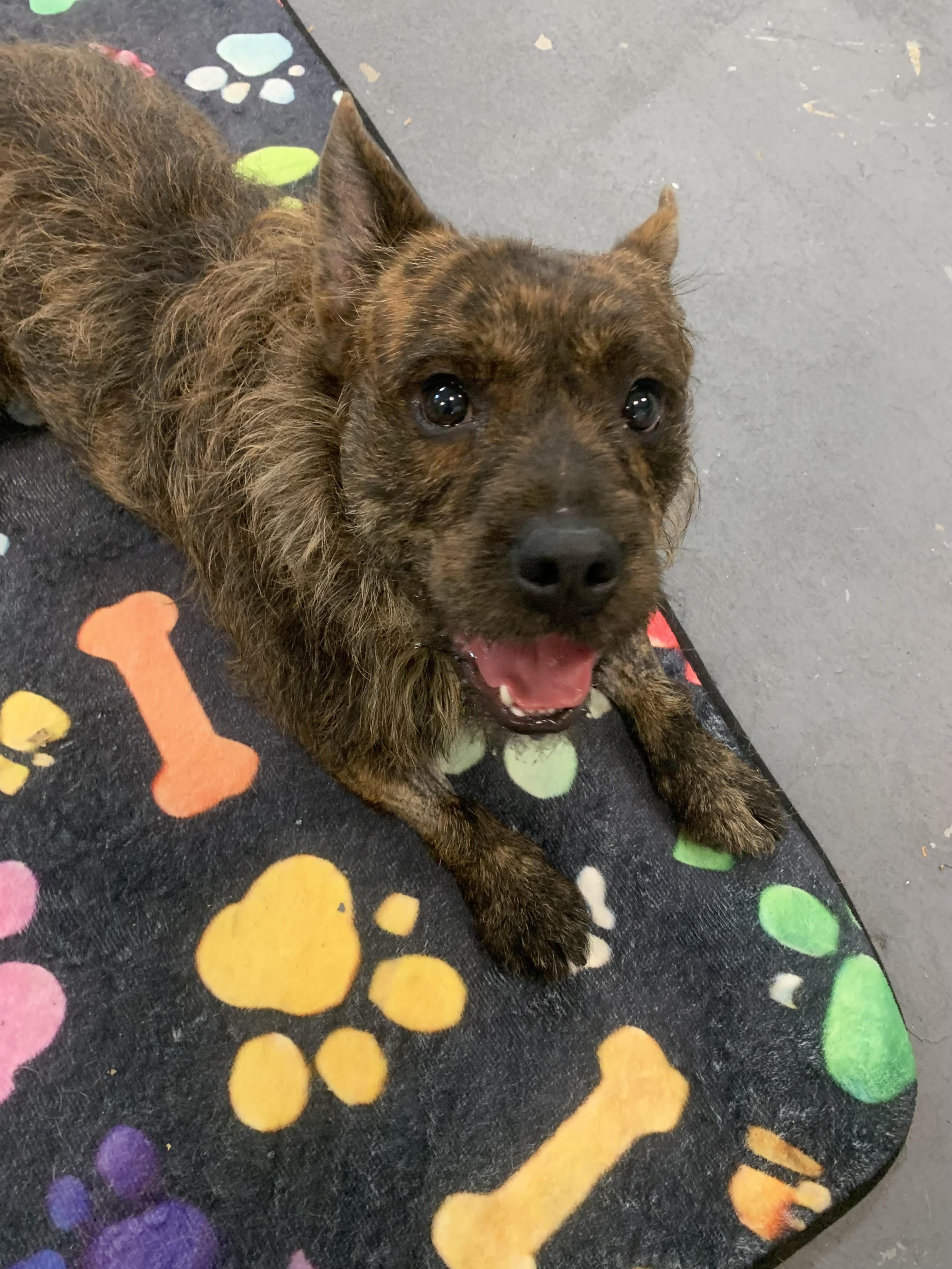 Enlarge FIG, a ADOPTABLE mixed breed in Richmond, VA image 2/4