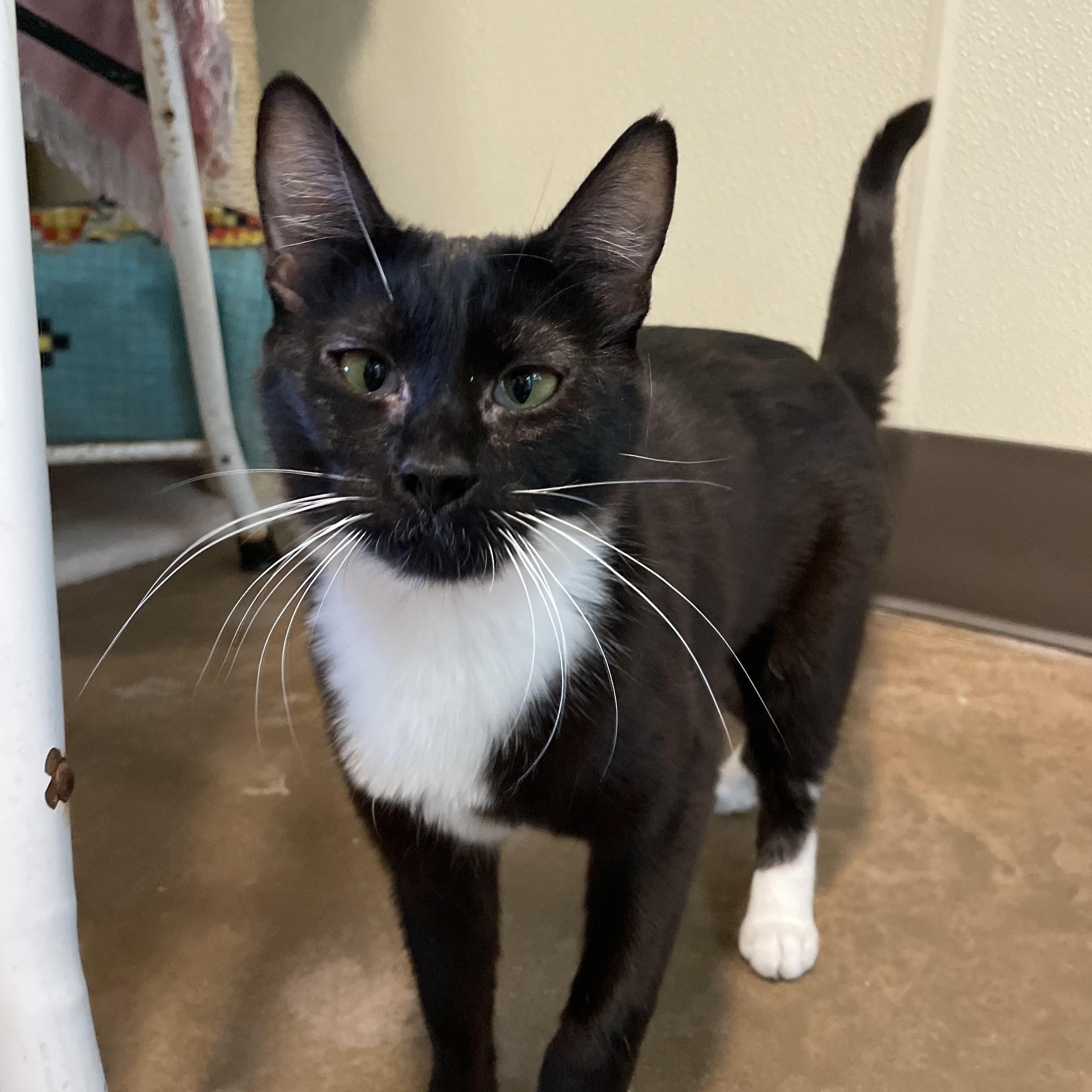 Frannie, Young Female Domestic Short Hair