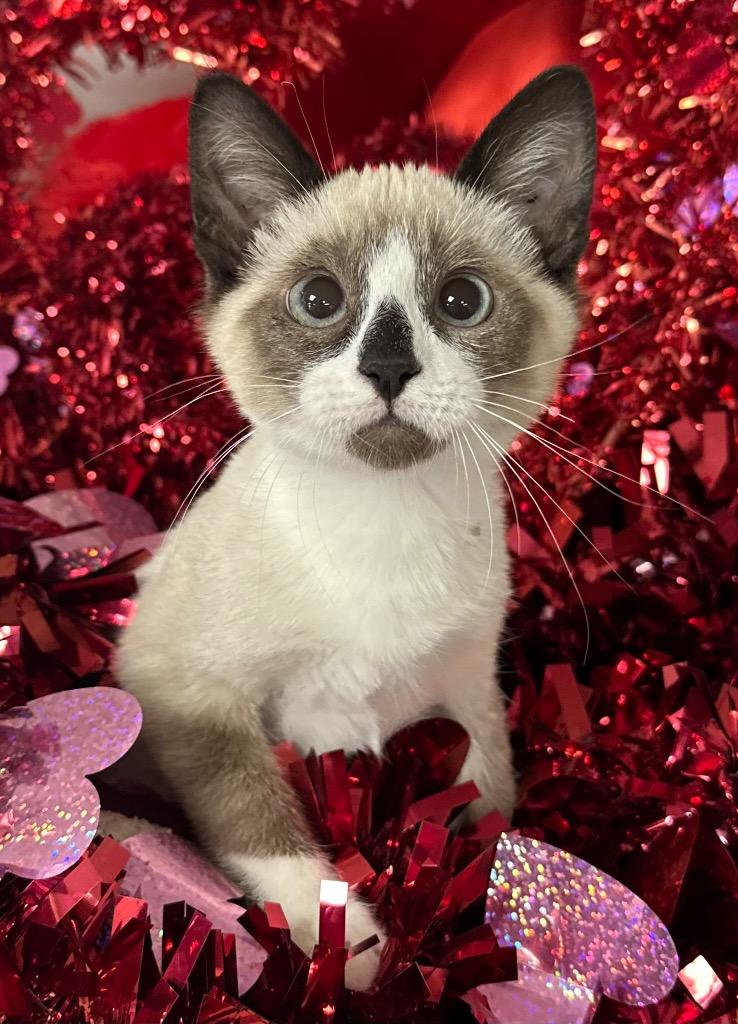 1/26/26 Casanova, Adopted, Kitten Male Domestic Short Hair.