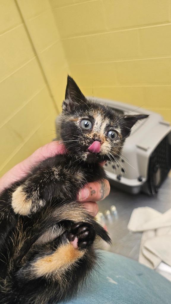 Aldrea, Adoptable, Kitten Female Domestic Short Hair.