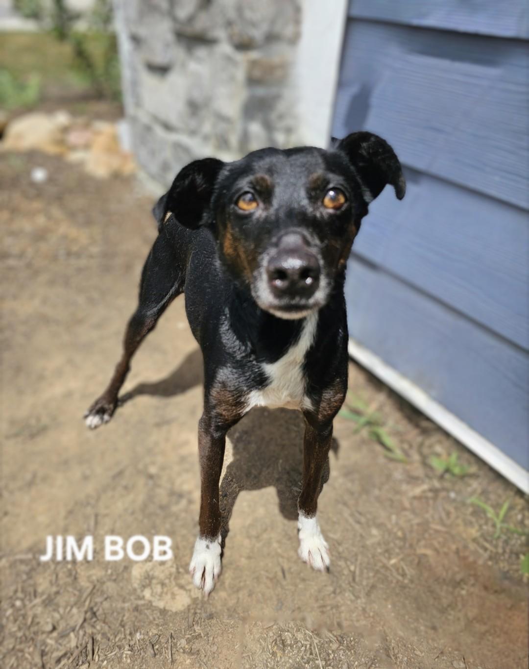 Jim Bob - FOSTER URGENTLY NEEDED! TIME IS RUNNING OUT!, Adult Male unknown