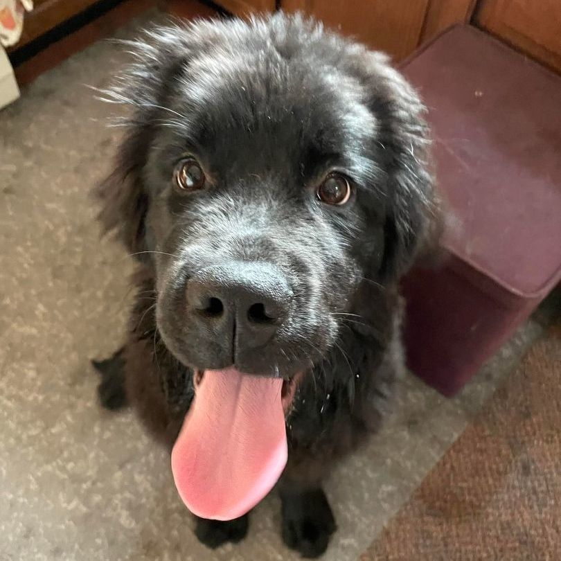 Enlarge Bug, a Adopted Newfoundland Dog in North Branch, MN image 1/3