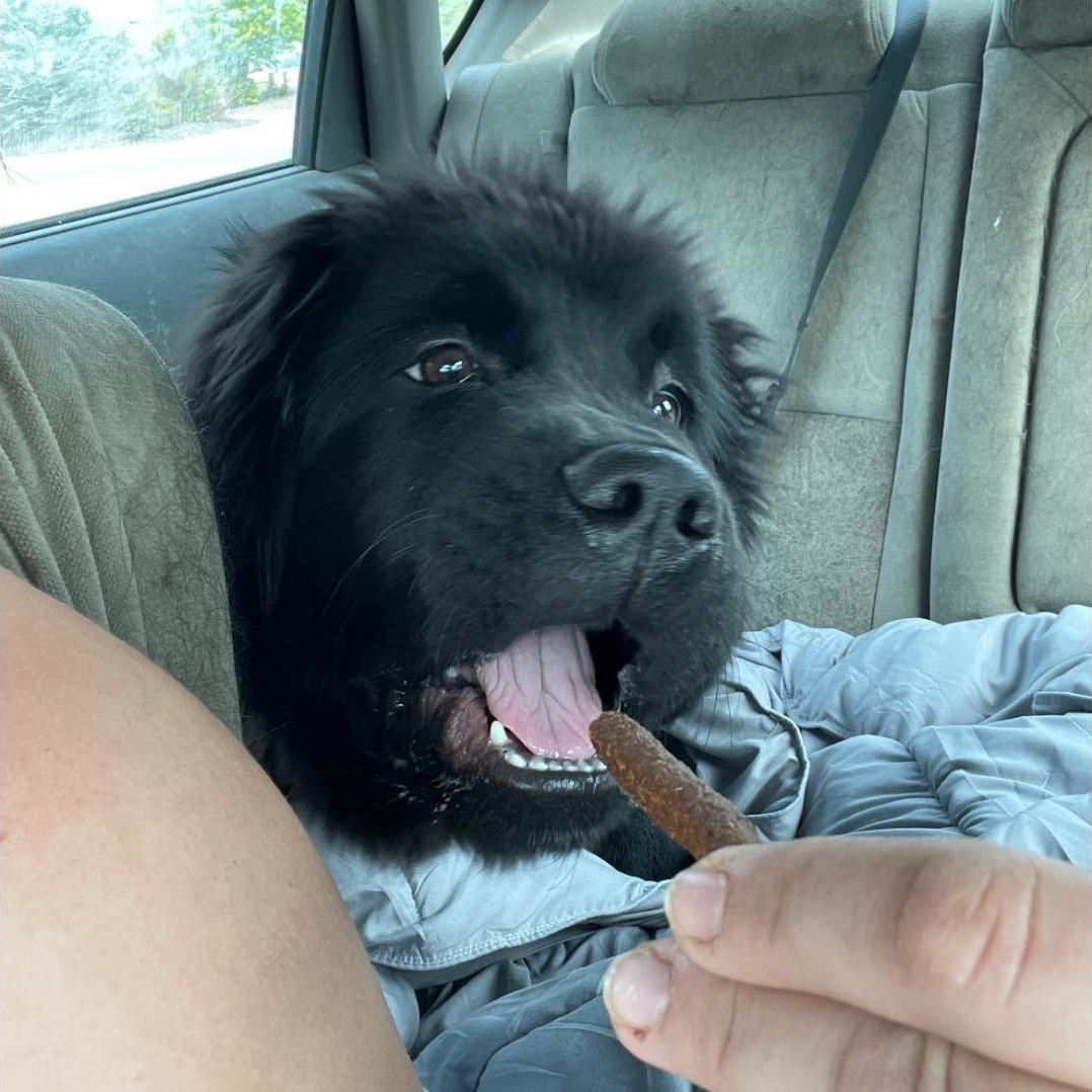 Enlarge Bug, a Adopted Newfoundland Dog in North Branch, MN image 2/3