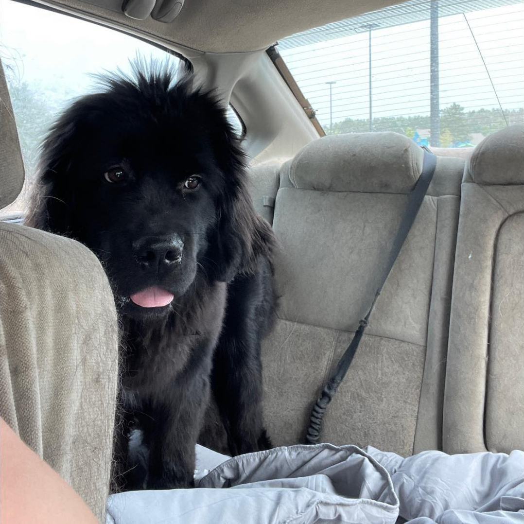 Enlarge Bug, a Adopted Newfoundland Dog in North Branch, MN image 3/3