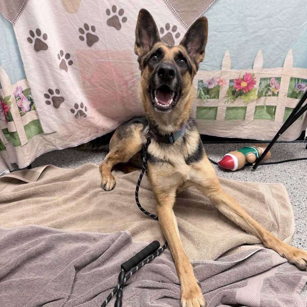 Frida, a Adoptable German Shepherd Dog in Henderson, NV image 1/2