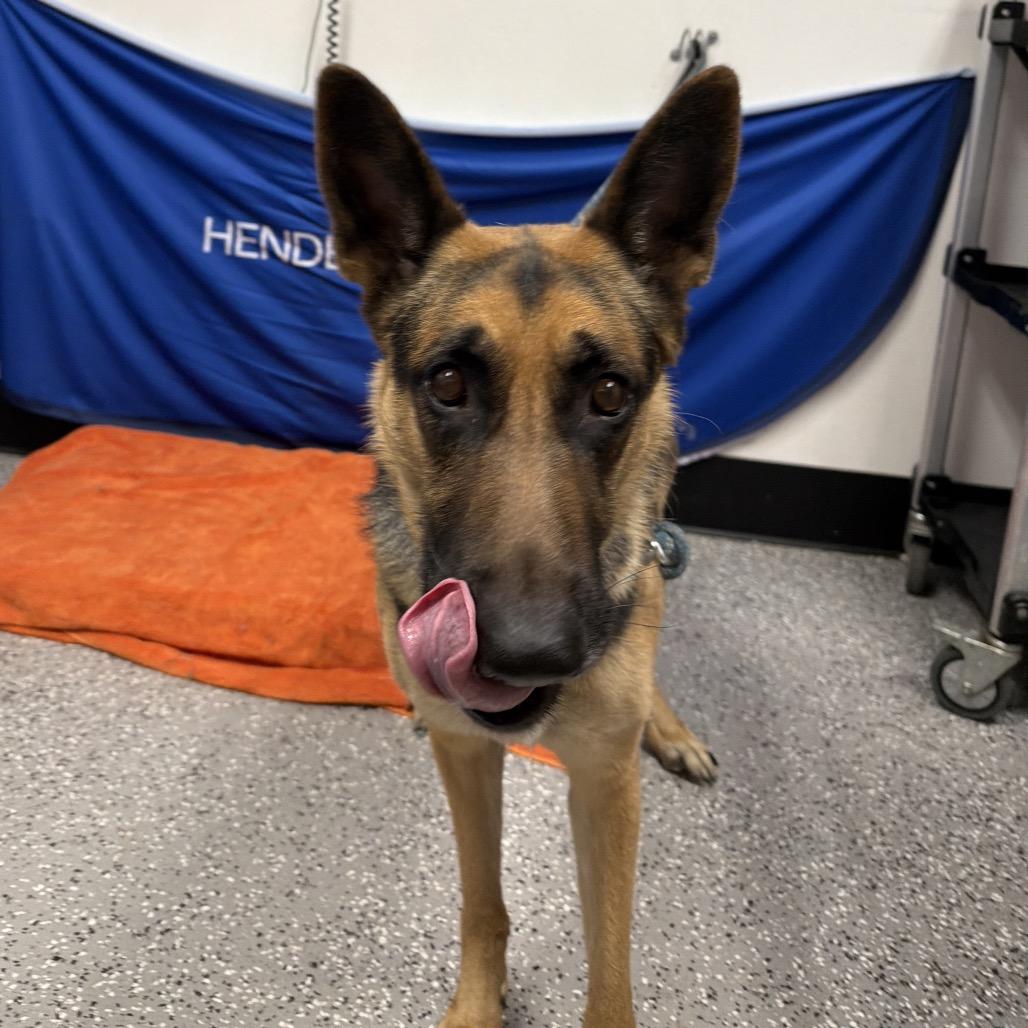 Frida, a Adoptable German Shepherd Dog in Henderson, NV image 2/2