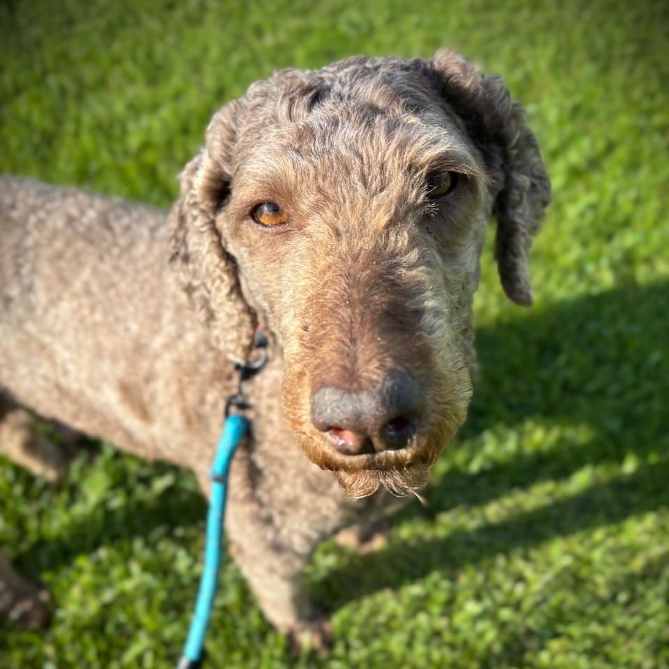 Reverie - Foster Home Needed 5