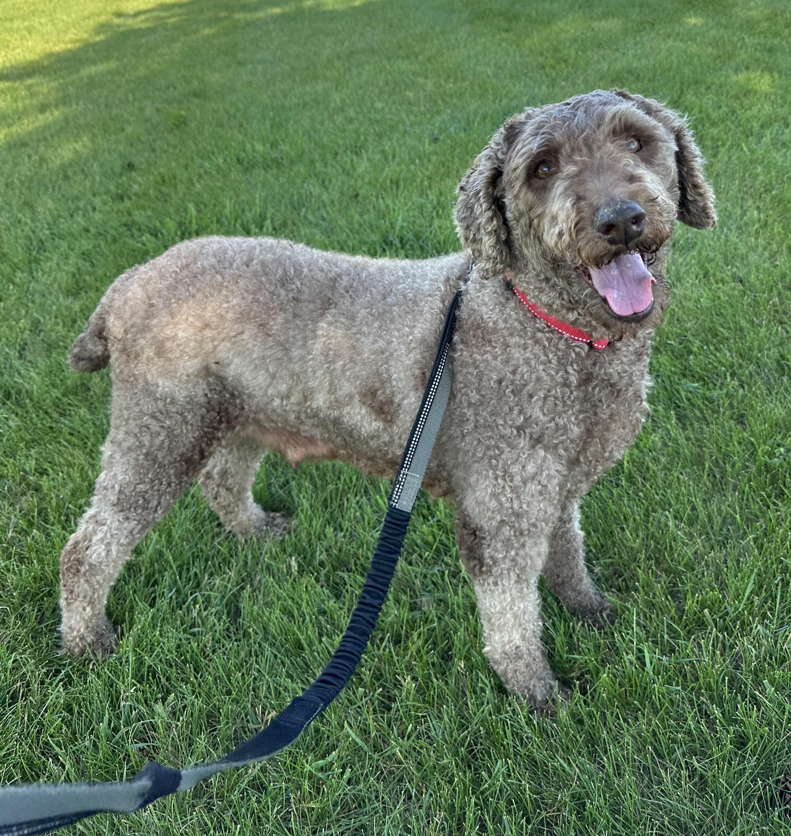 Reverie - Foster Home Needed