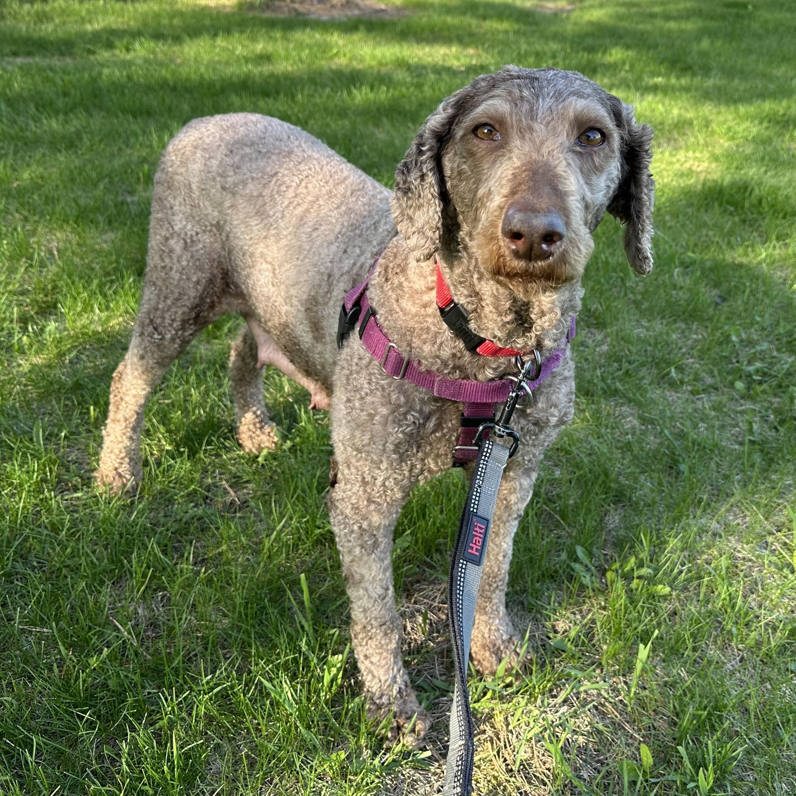 Reverie - Foster Home Needed 4