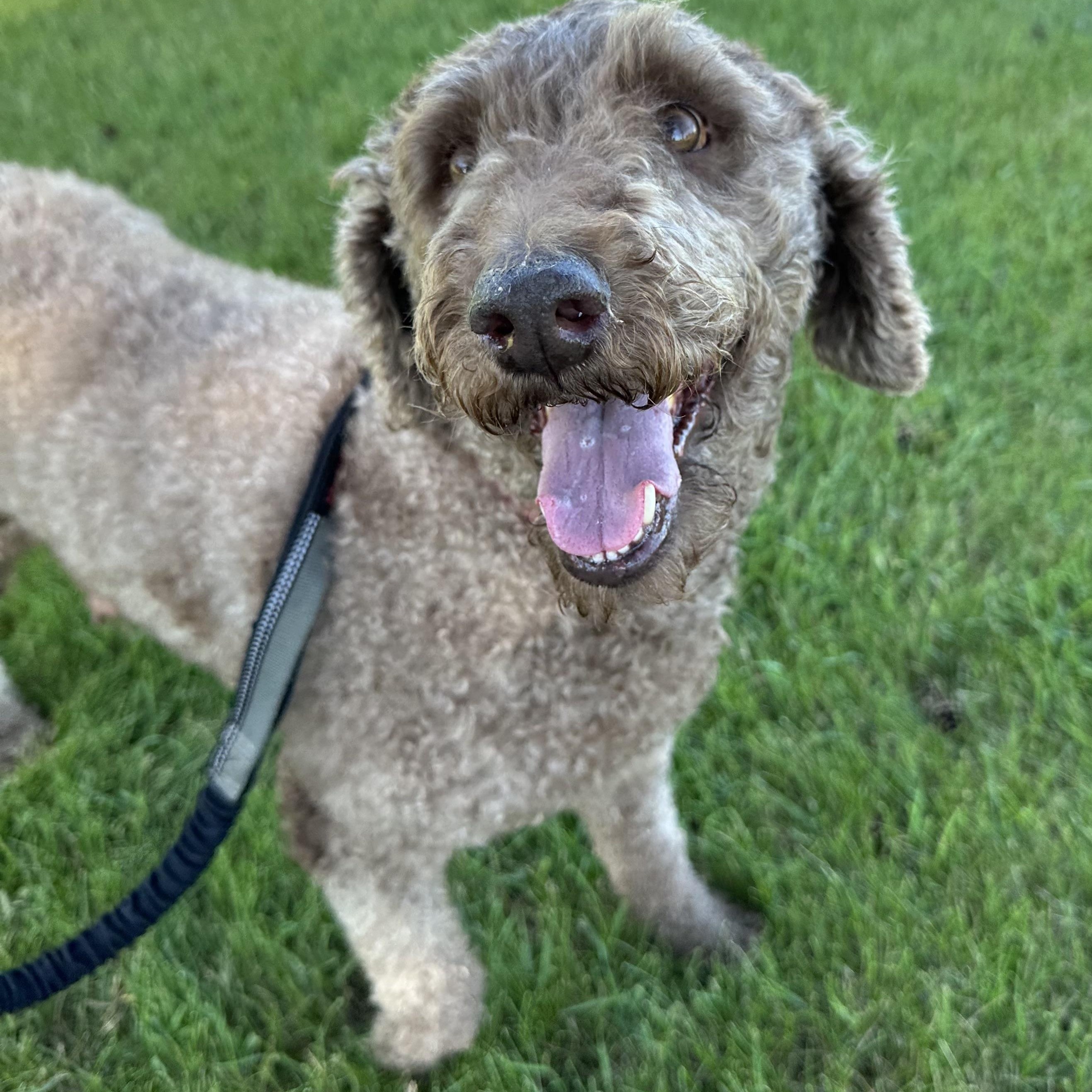 Reverie - Foster Home Needed 3