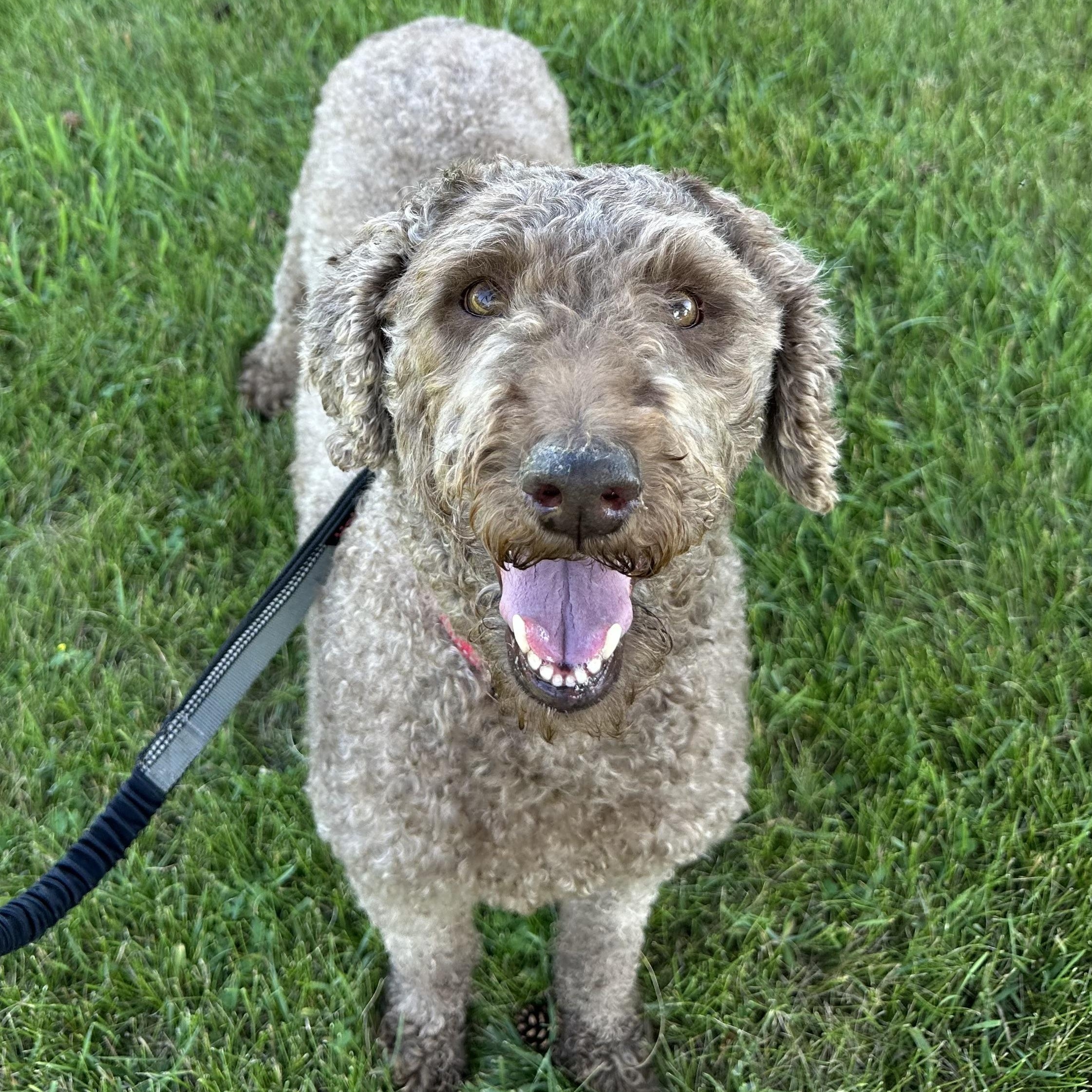 Reverie - Foster Home Needed