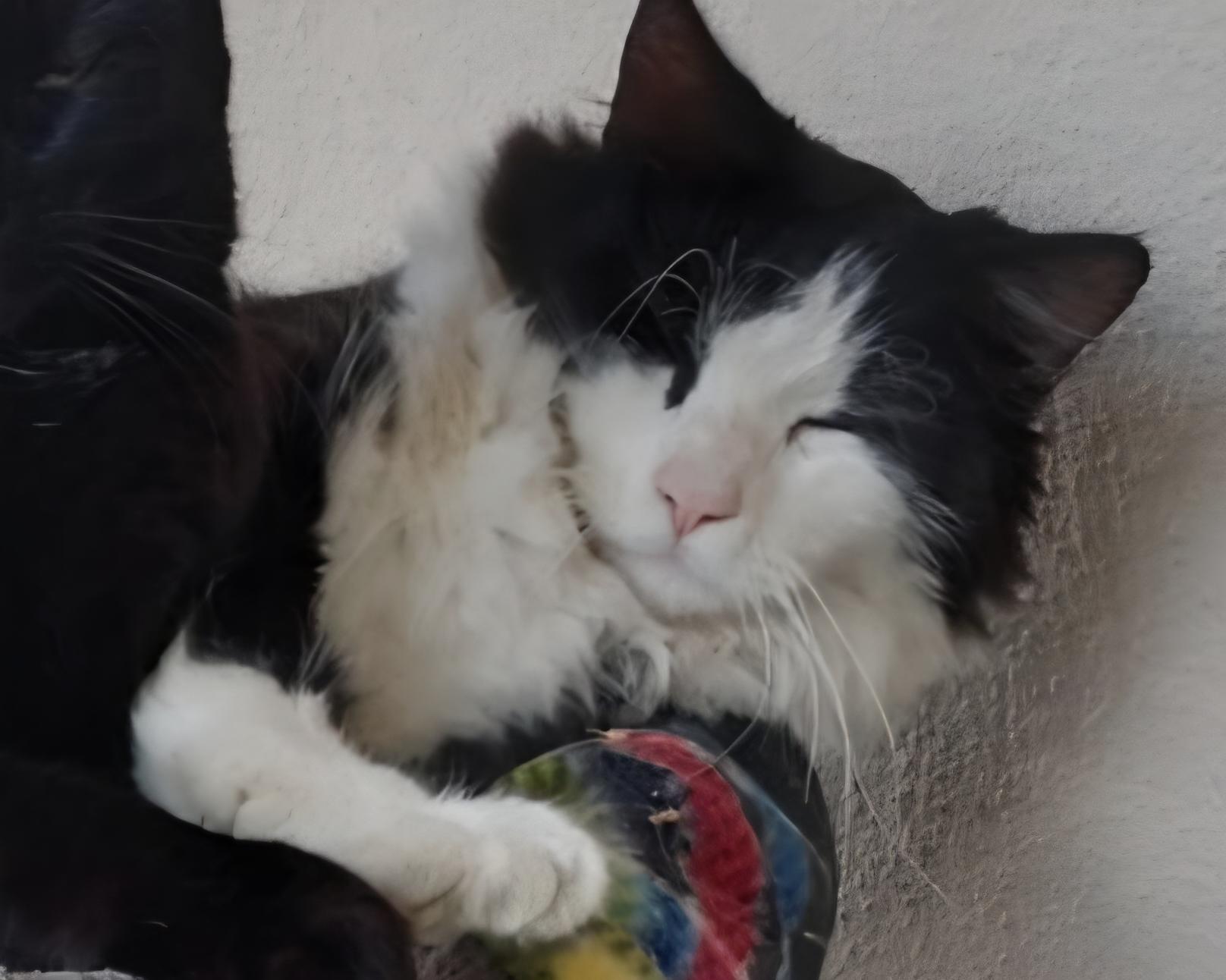 Mittens, ADOPTABLE, Adult Male Domestic Long Hair.
