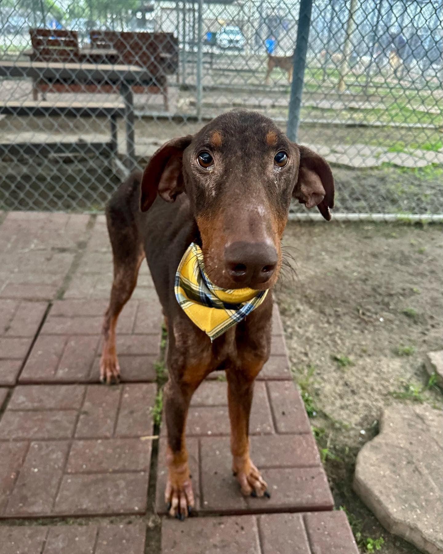 Fred, Adopted, Adult Male Doberman Pinscher.