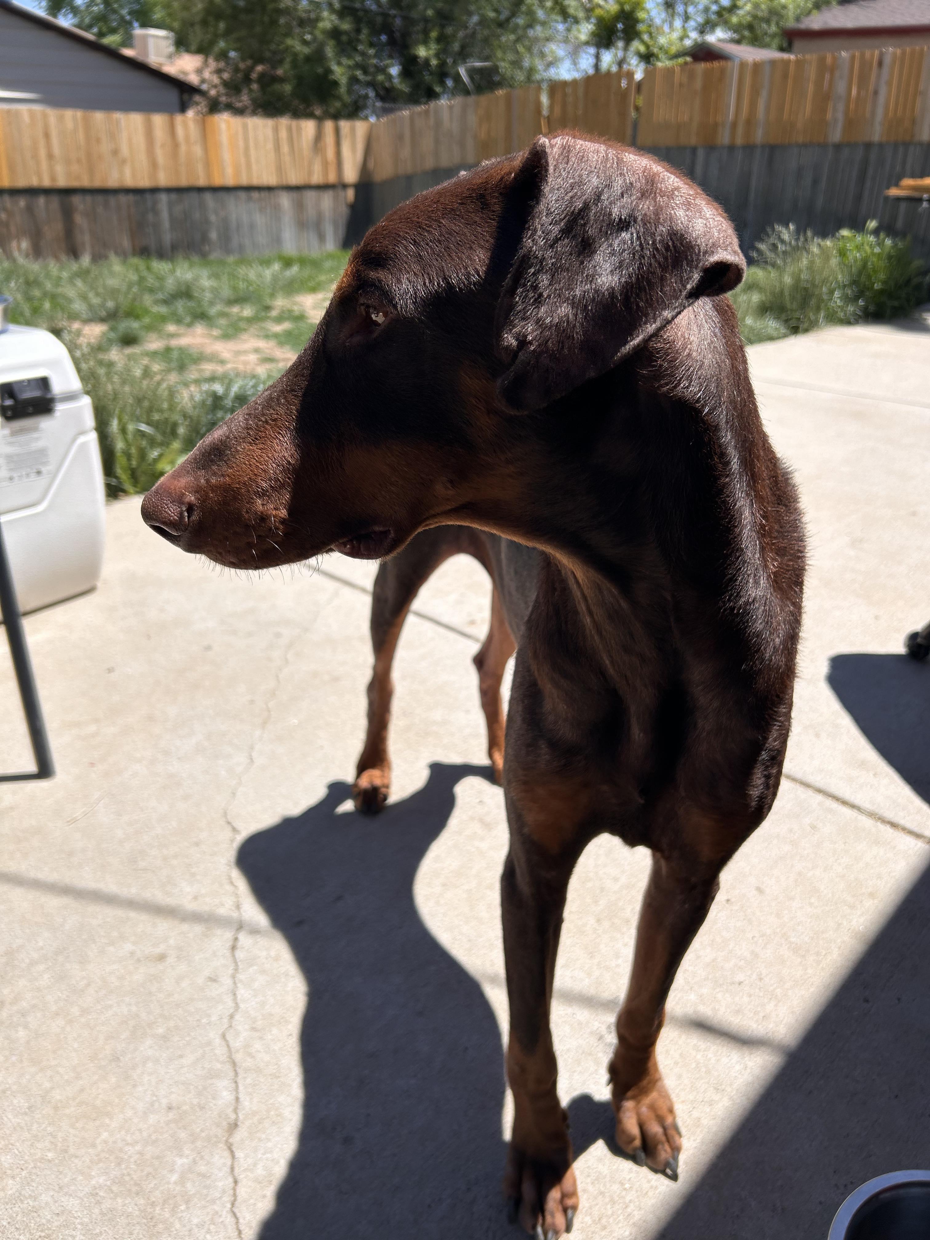 Enlarge Fred, a Adopted Doberman Pinscher in Denver, CO image 2/6