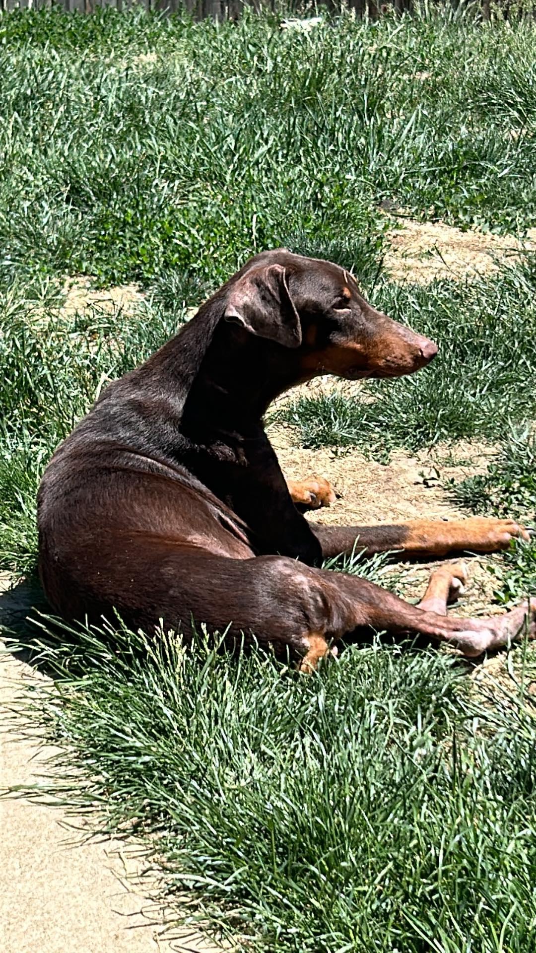 Enlarge Fred, a Adopted Doberman Pinscher in Denver, CO image 3/6