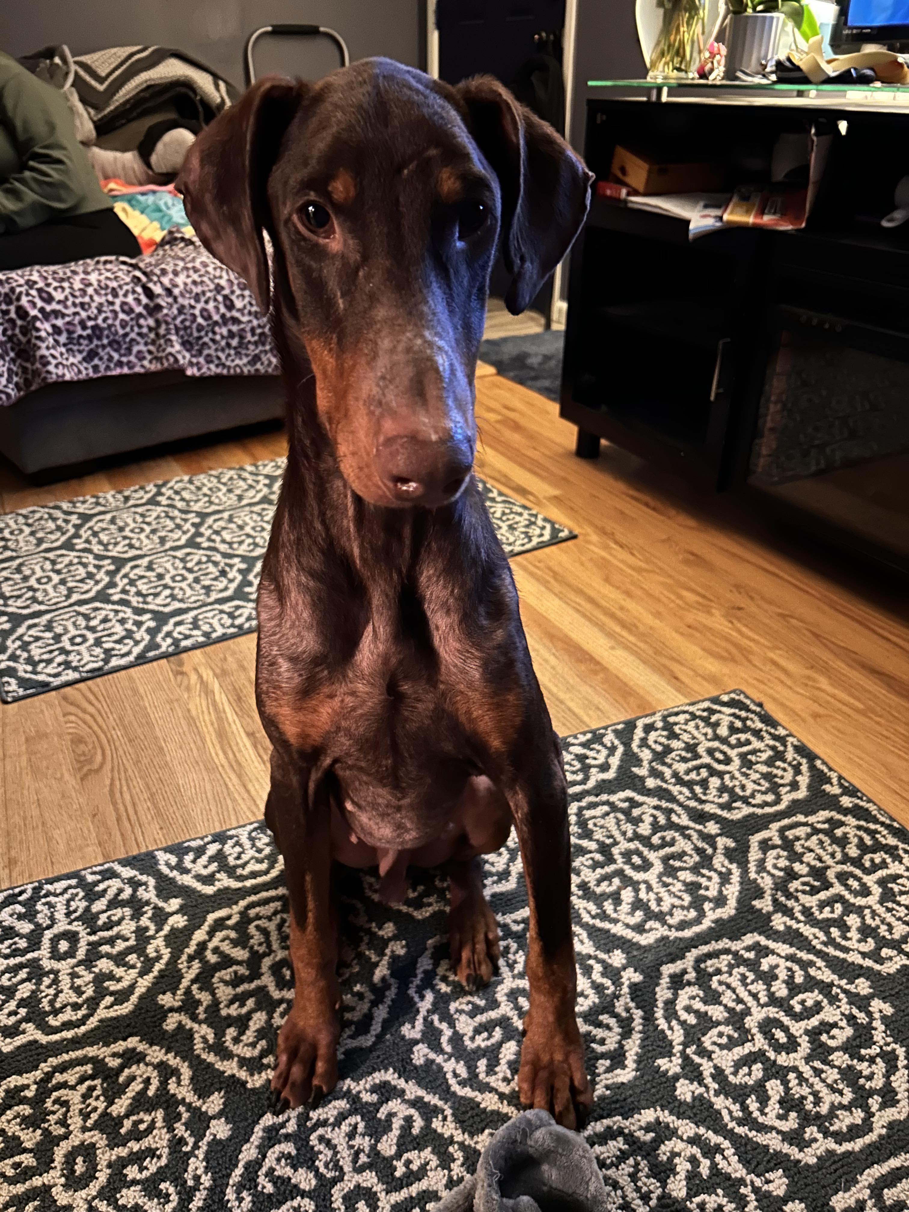 Enlarge Fred, a Adopted Doberman Pinscher in Denver, CO image 5/6