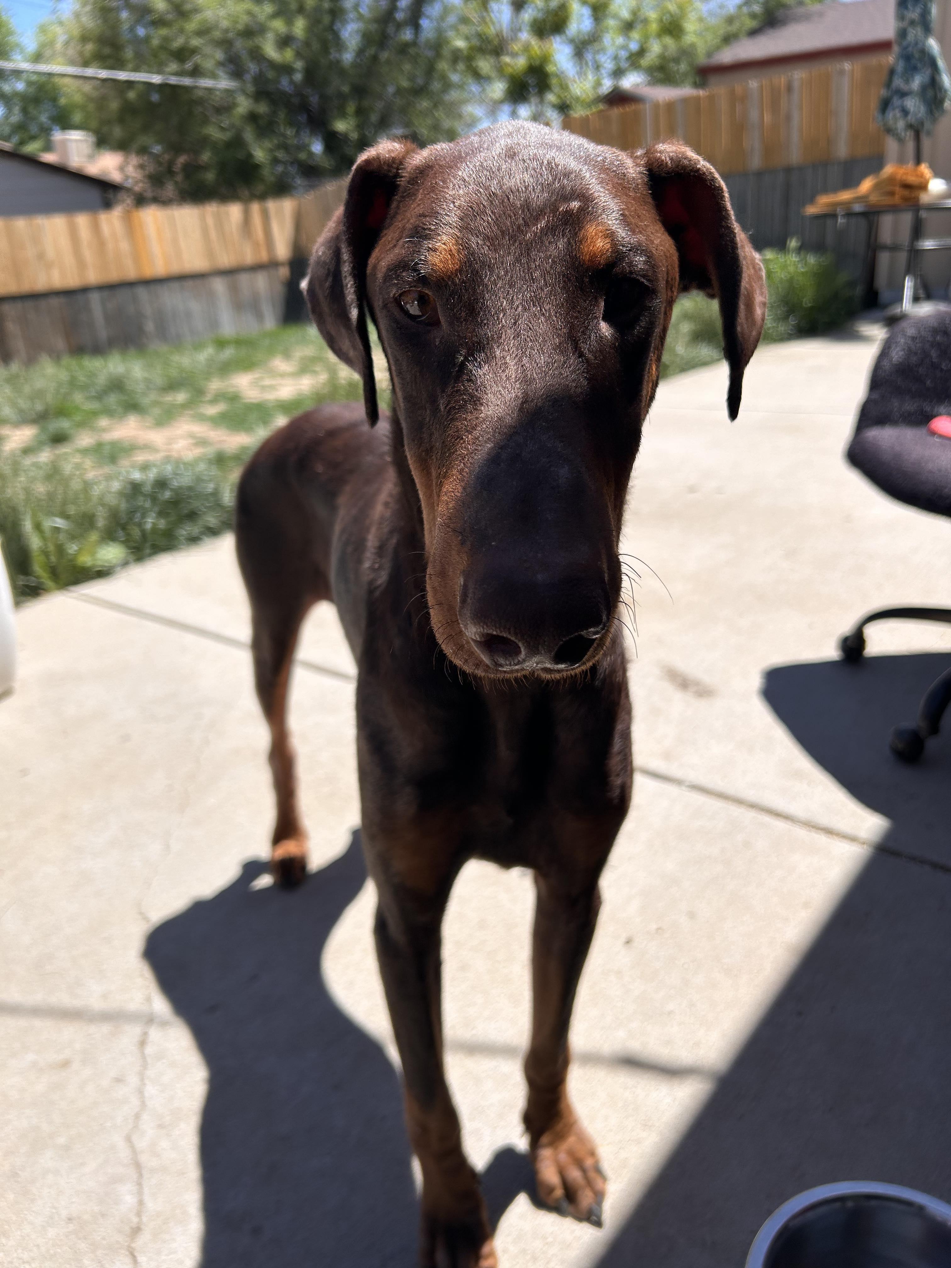 Enlarge Fred, a Adopted Doberman Pinscher in Denver, CO image 6/6