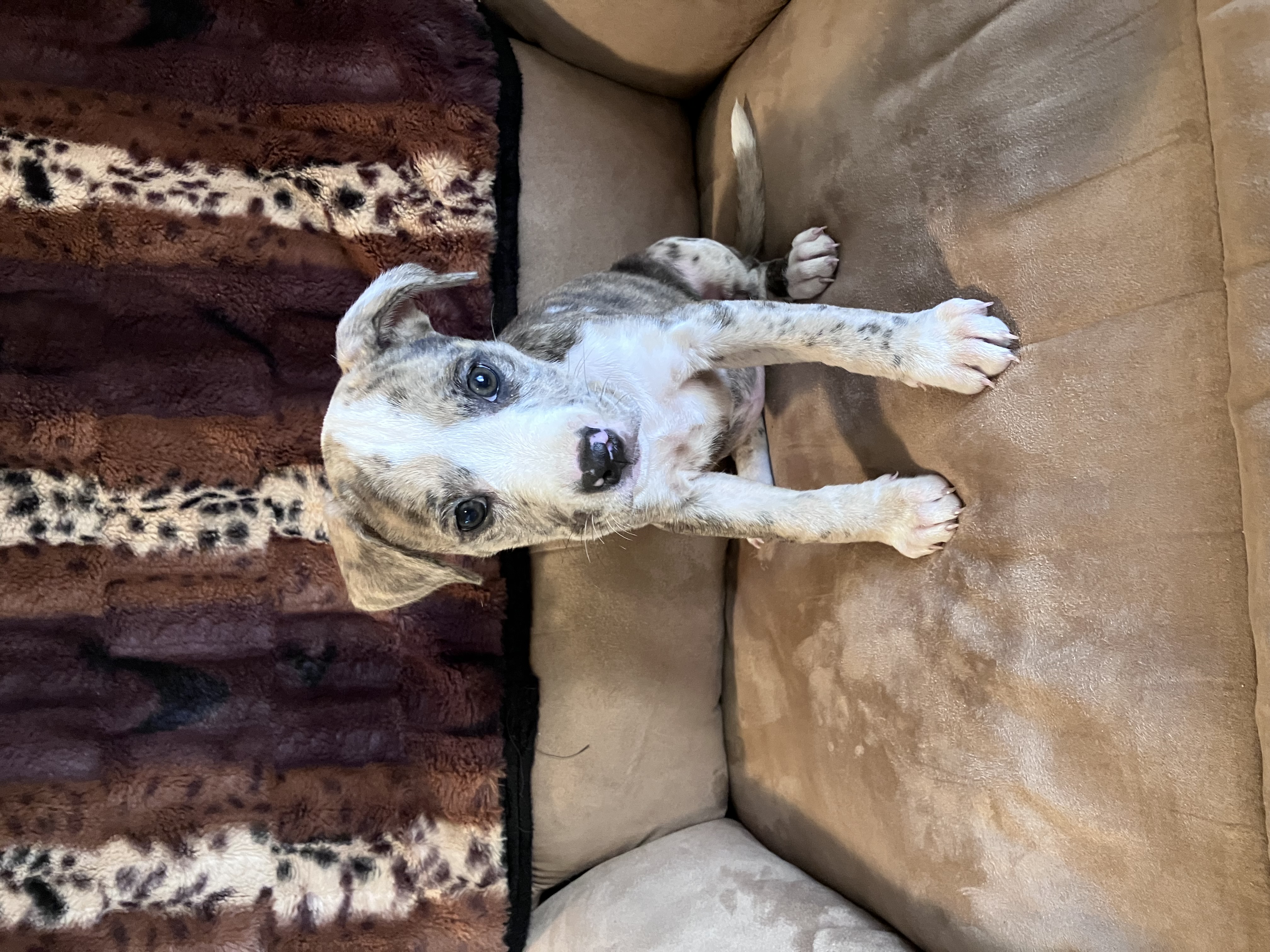 Enlarge Tie Dye, a Adopted Boxer in Junction City, OR image 1/5