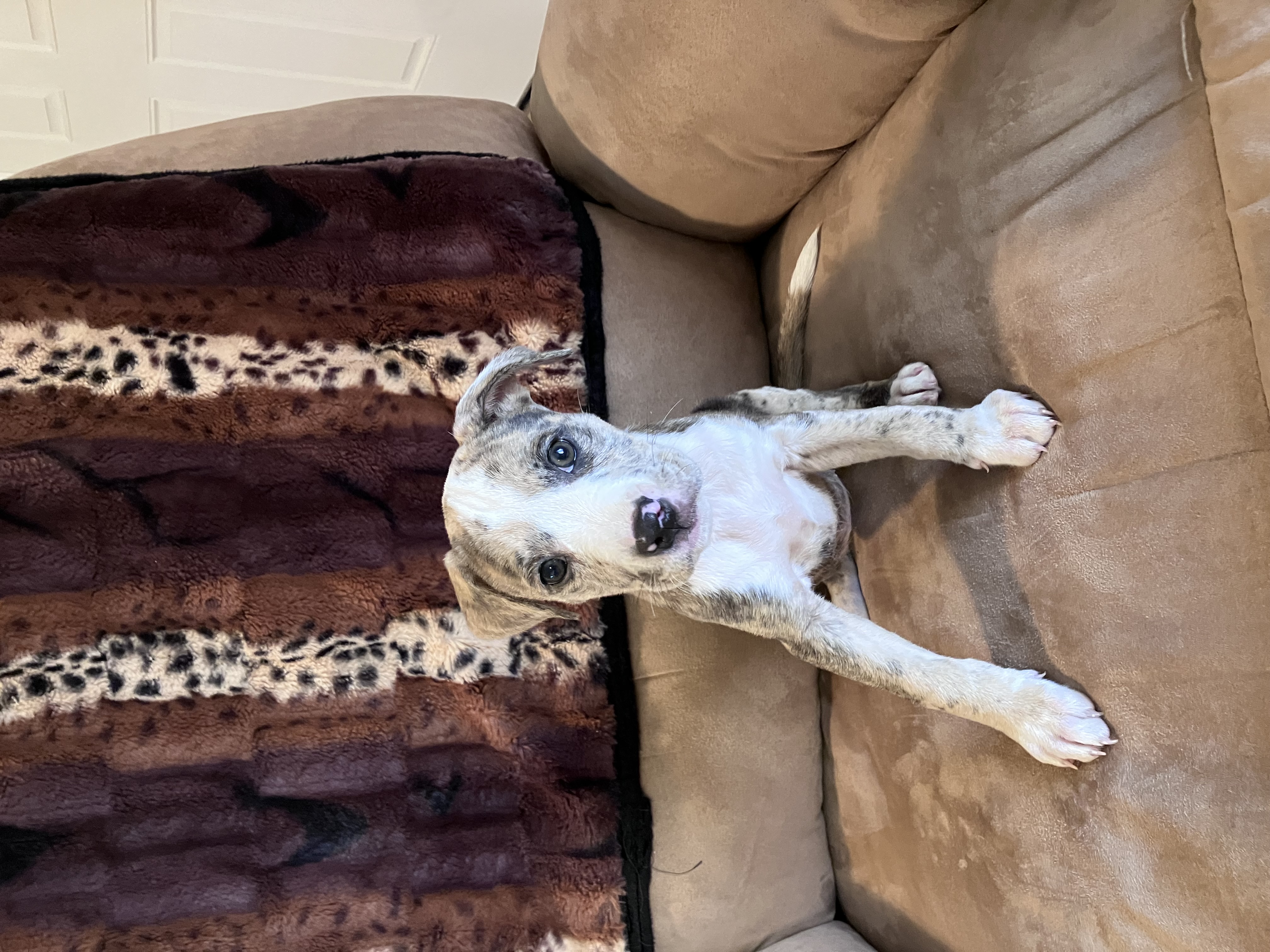 Enlarge Tie Dye, a Adopted Boxer in Junction City, OR image 2/5