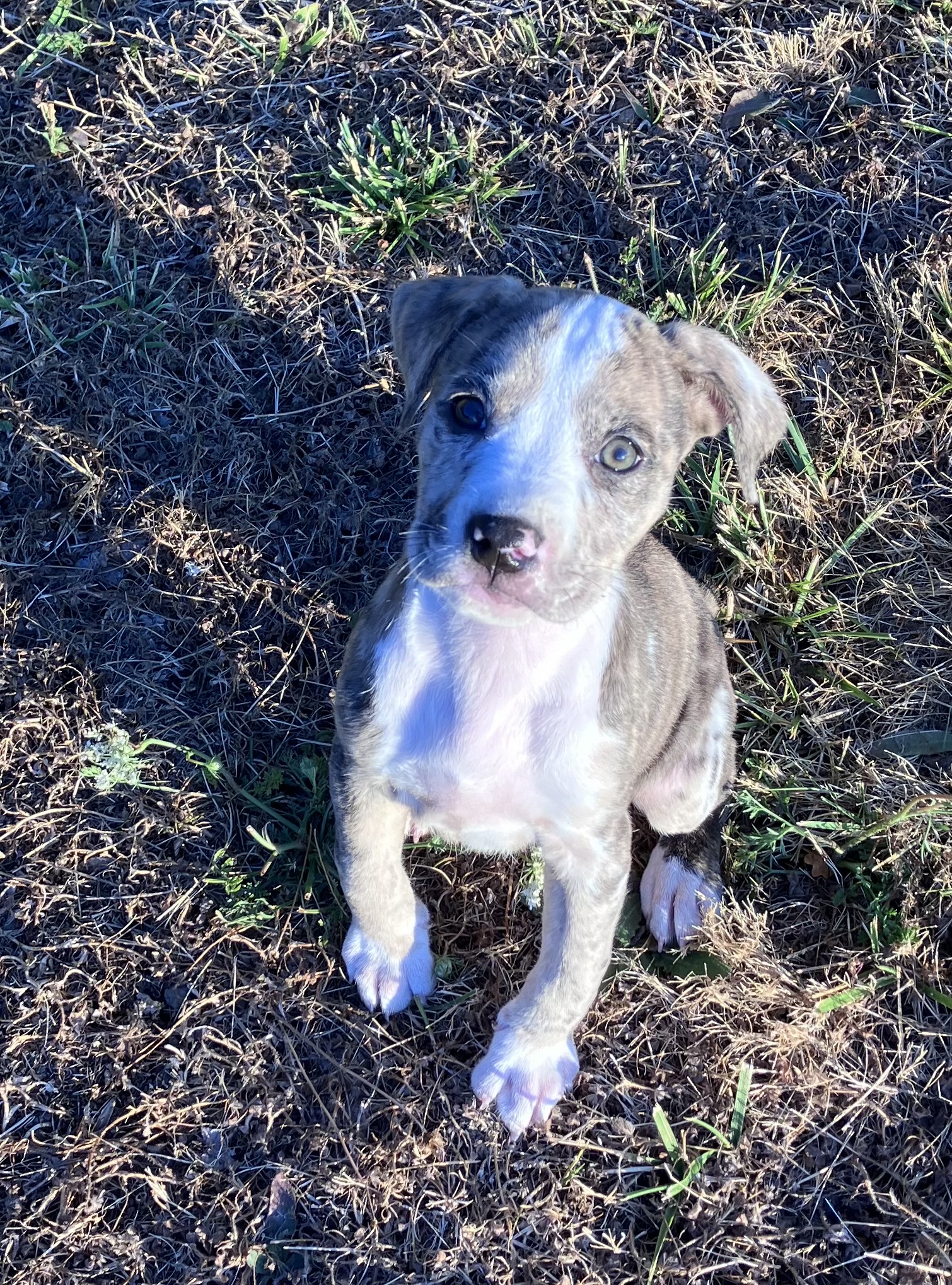 Enlarge Tie Dye, a Adopted Boxer in Junction City, OR image 3/5