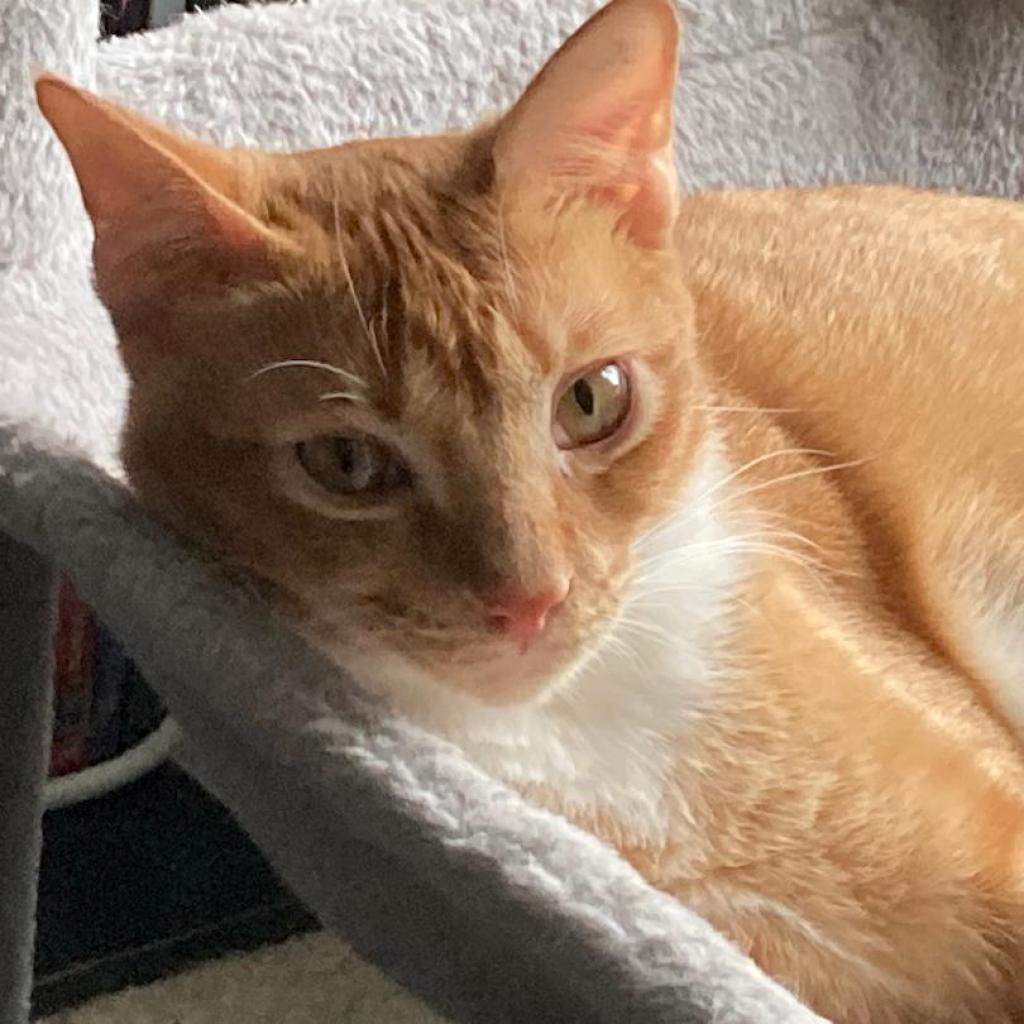 Tarua -Thailand, Adoptable, Adult Male Domestic Short Hair.