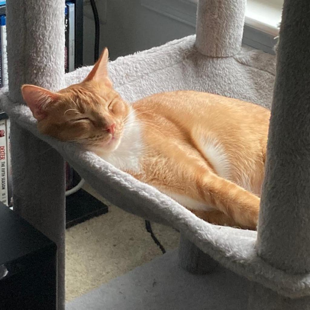 Tarua -Thailand, a Adoptable Domestic Short Hair in Fredericksburg, VA image 2/6