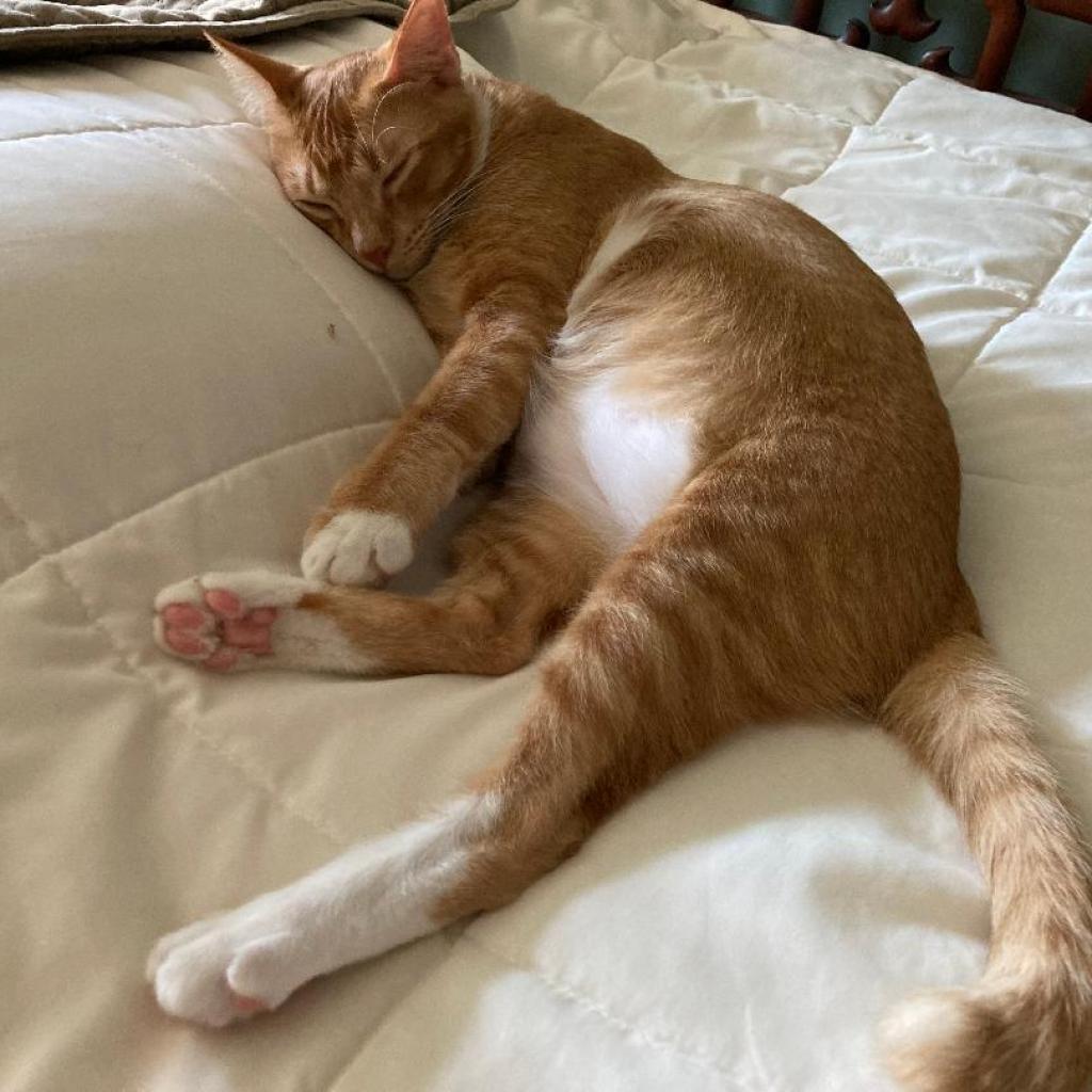 Tarua -Thailand, a Adoptable Domestic Short Hair in Fredericksburg, VA image 3/6