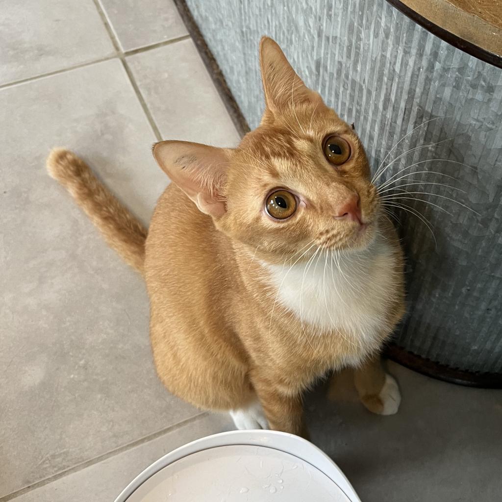 Tarua -Thailand, a Adoptable Domestic Short Hair in Fredericksburg, VA image 5/6