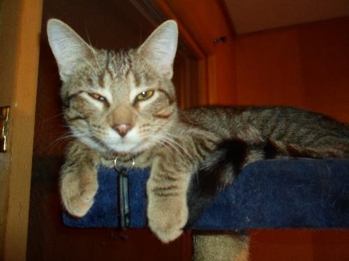 Eddy, Adopted, Young Male Domestic Short Hair.