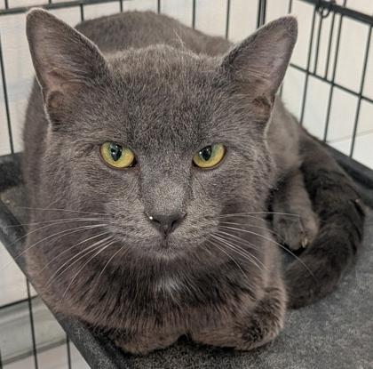 Enlarge Smokey, a Adoptable mixed breed in Cecil, WI image 1/2