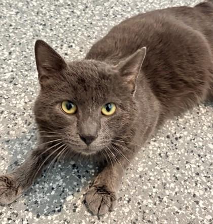 Enlarge Smokey, a Adoptable mixed breed in Cecil, WI image 2/2