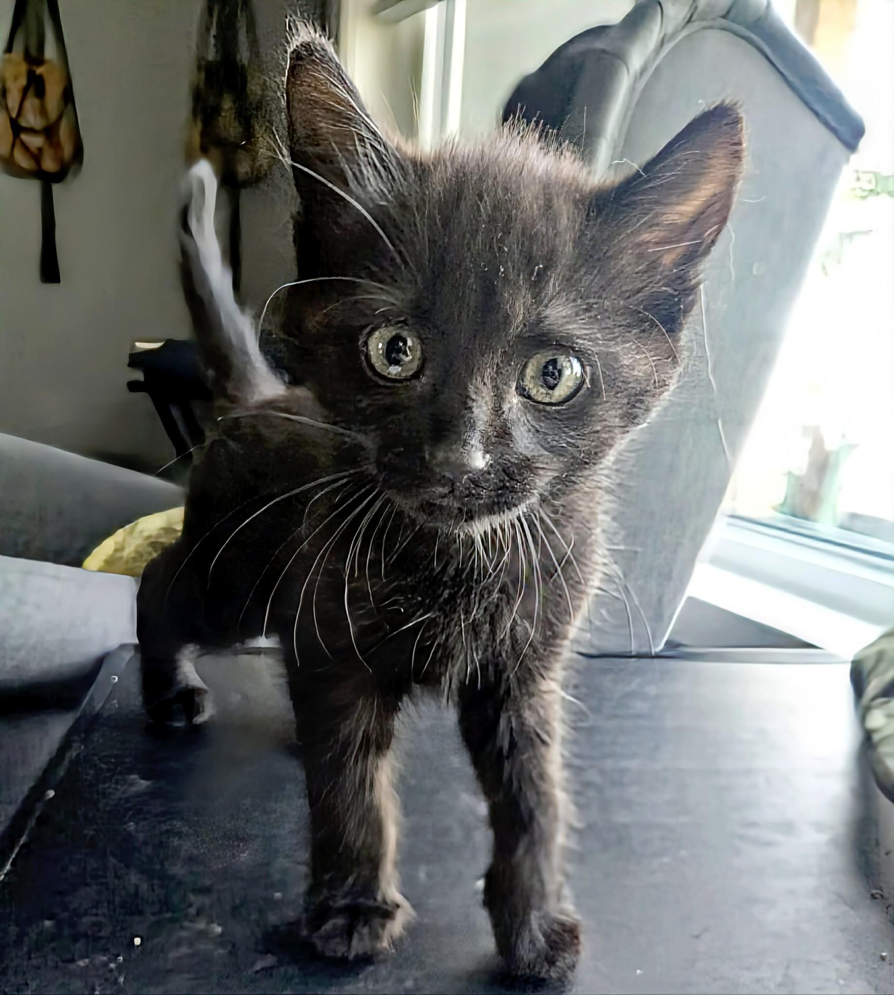 Juniper, adopted, Kitten Female Domestic Short Hair.