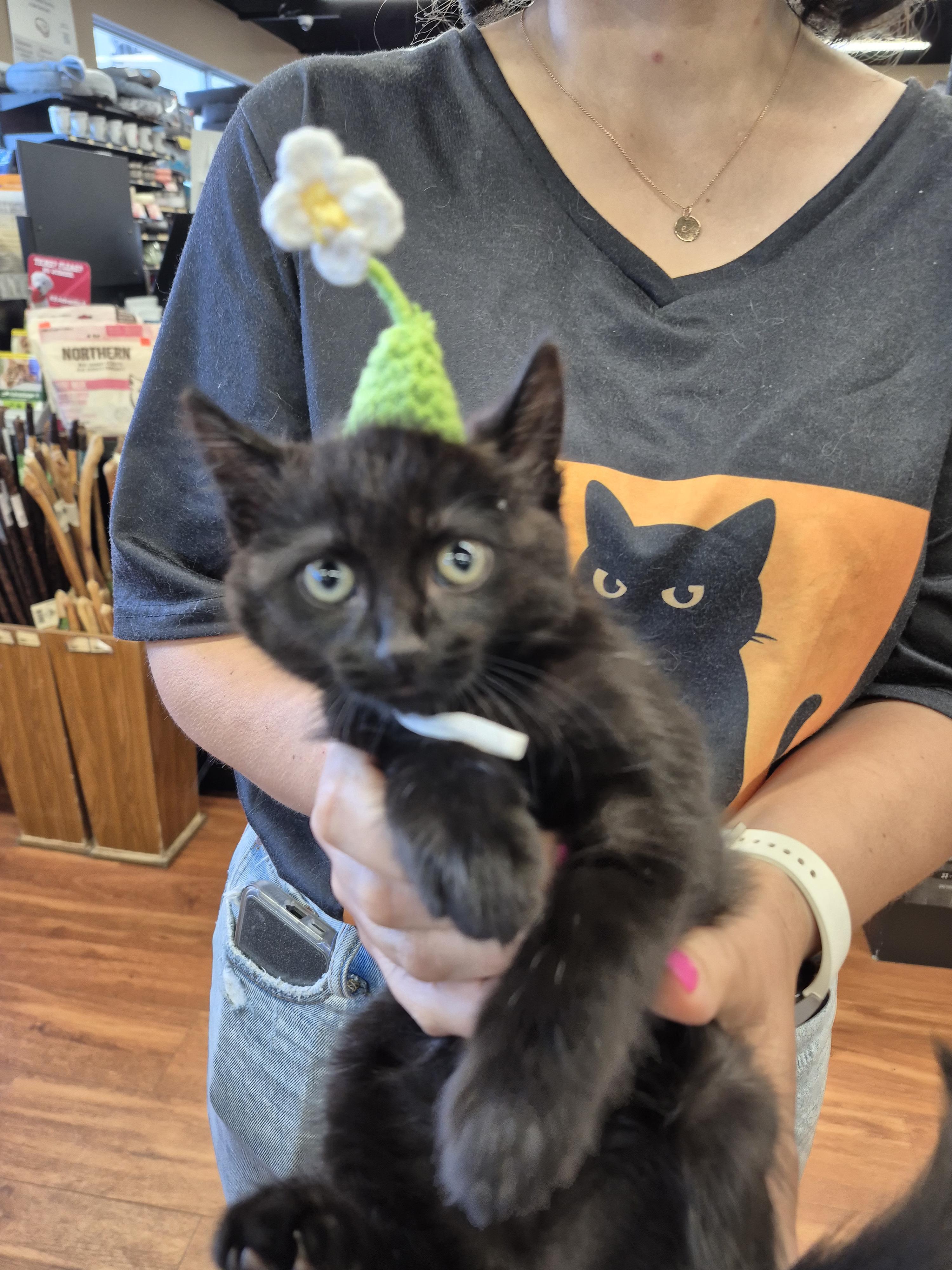 Enlarge Juniper, an adopted Domestic Short Hair in Winnipeg, MB image 5/5