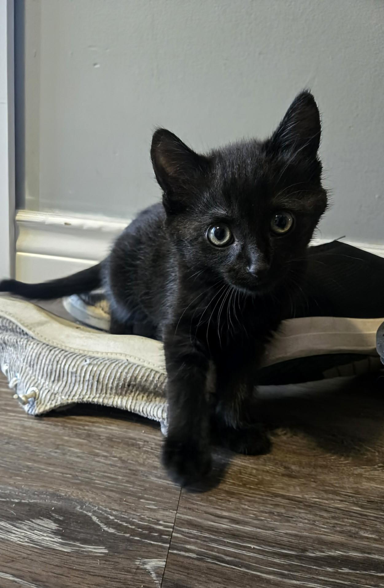 Enlarge Juniper, an adopted Domestic Short Hair in Winnipeg, MB image 4/5