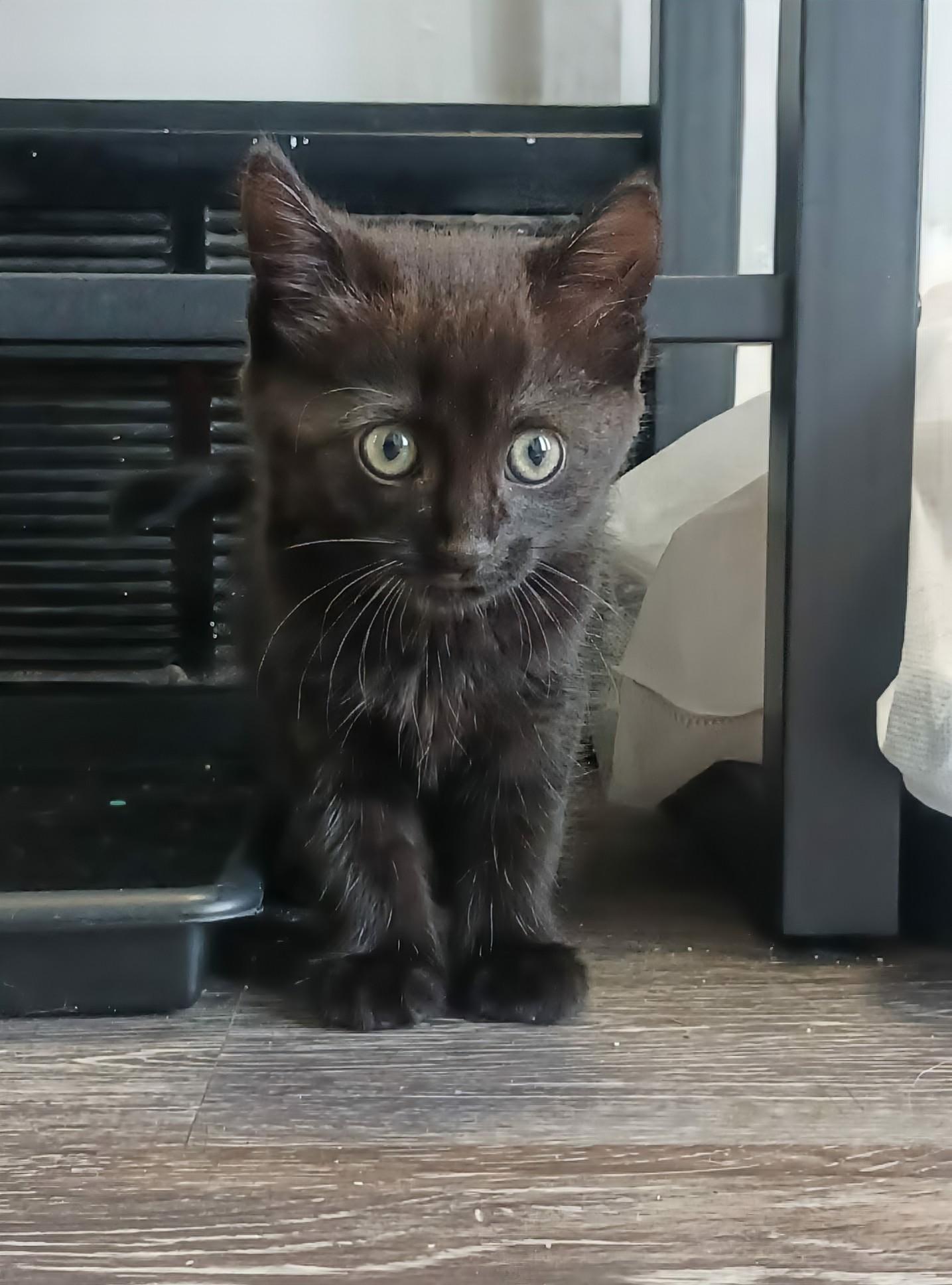 Enlarge Juniper, an adopted Domestic Short Hair in Winnipeg, MB image 2/5