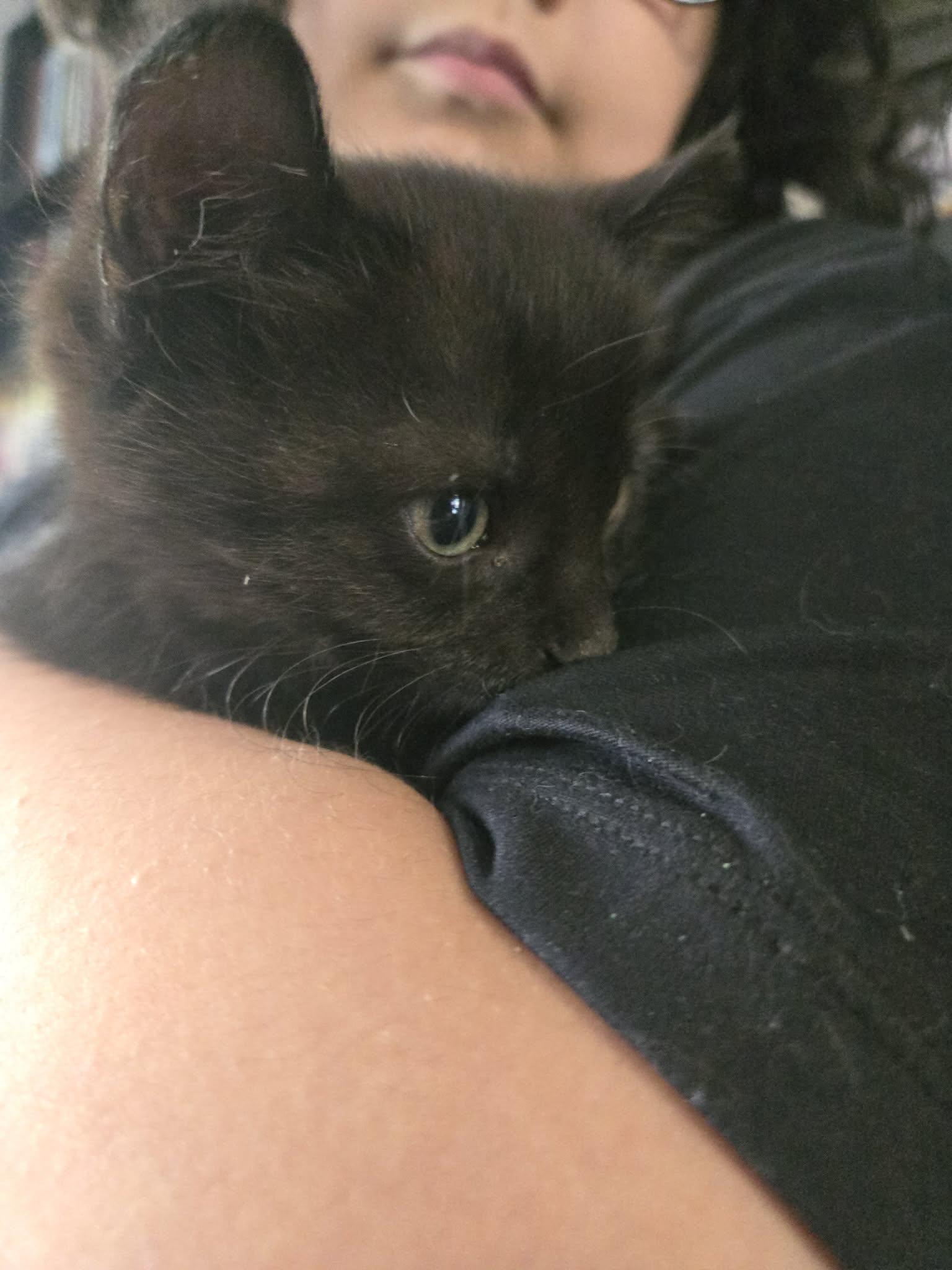 Enlarge Juniper, an adopted Domestic Short Hair in Winnipeg, MB image 3/5