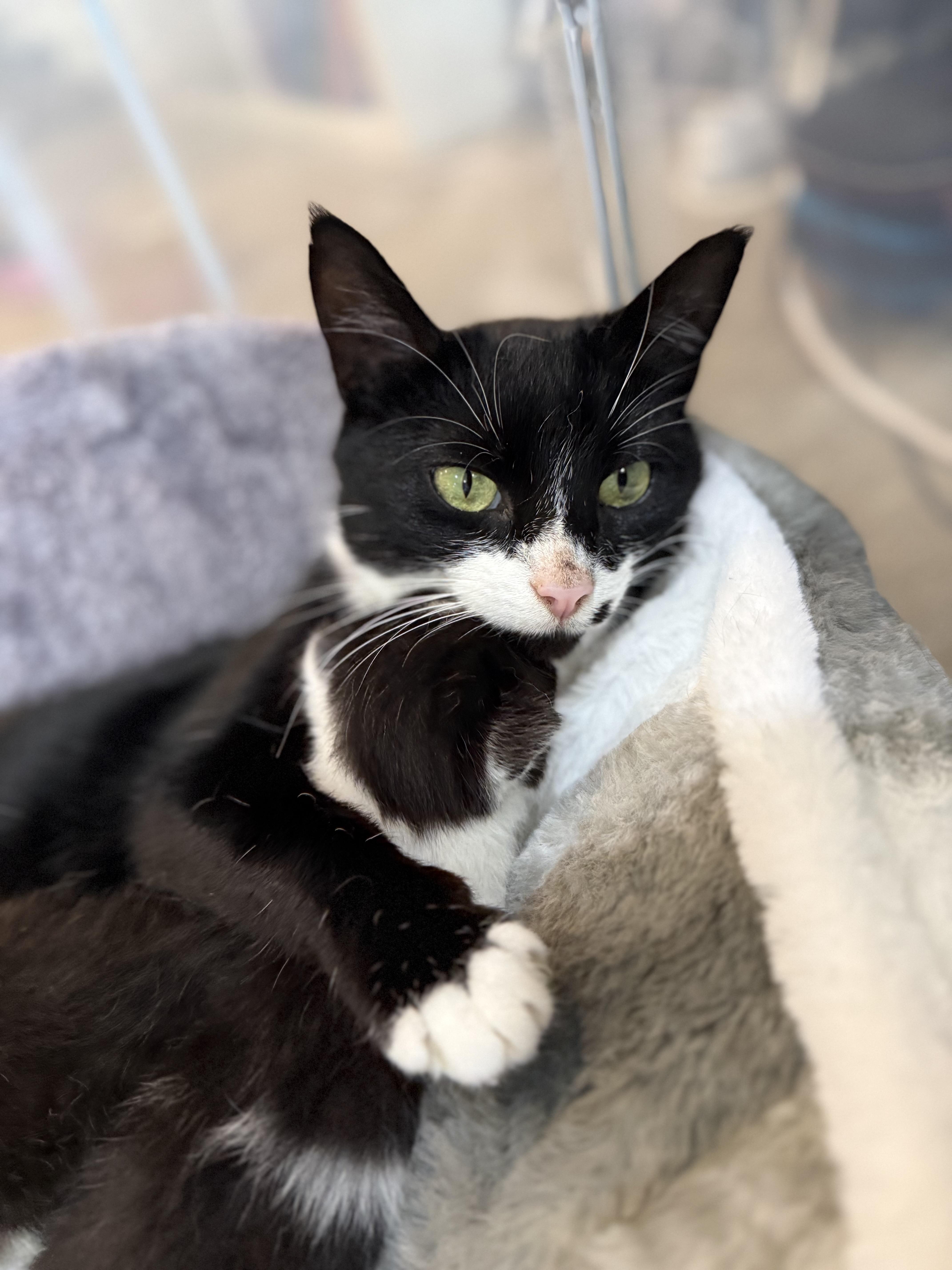 Loretta-Young, Playful and Ready to Be Your One and Only, a Adoptable Domestic Short Hair in Bristow, VA image 3/6