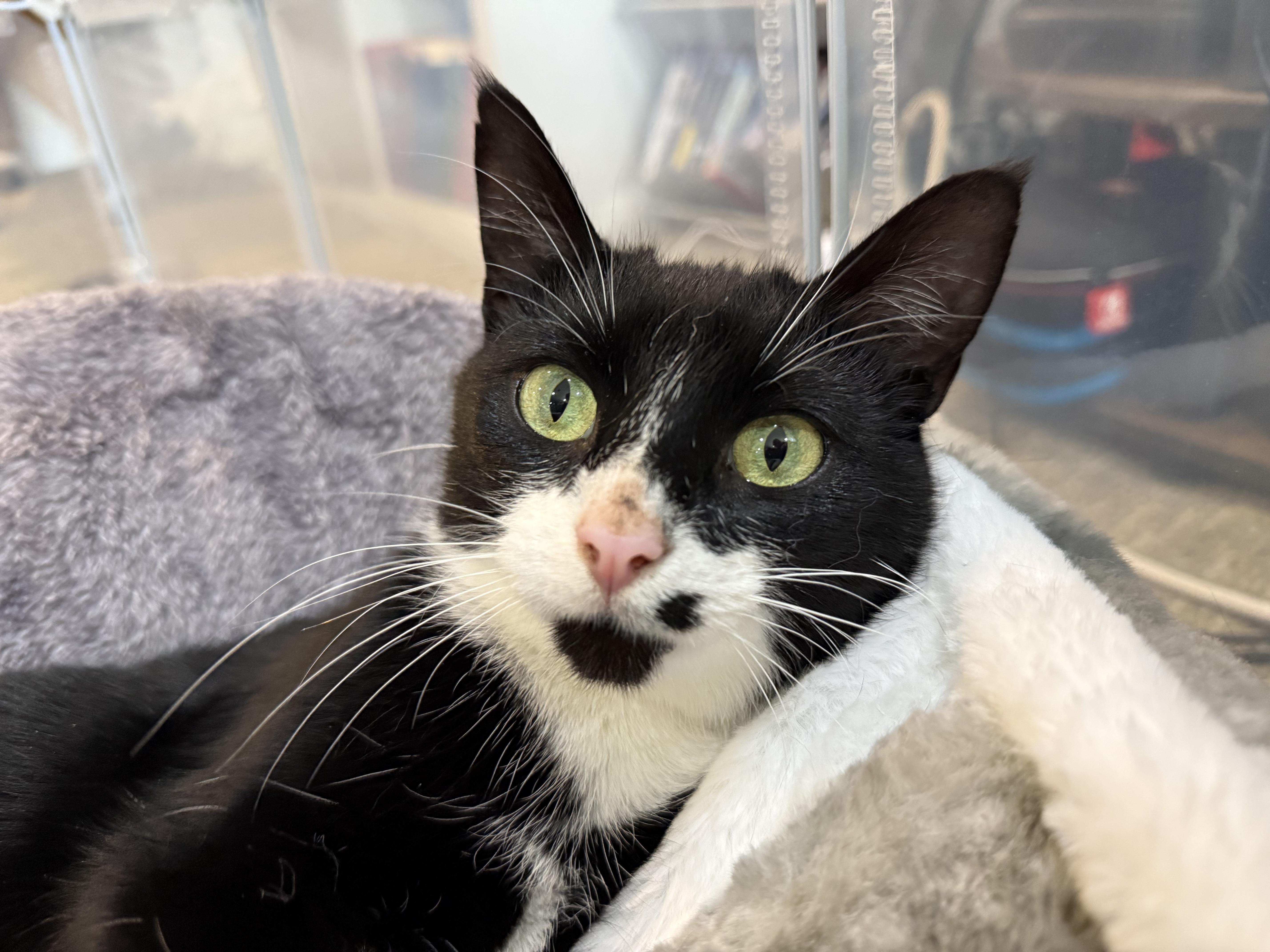 Loretta-Young, Playful and Ready to Be Your One and Only, a Adoptable Domestic Short Hair in Bristow, VA image 6/6